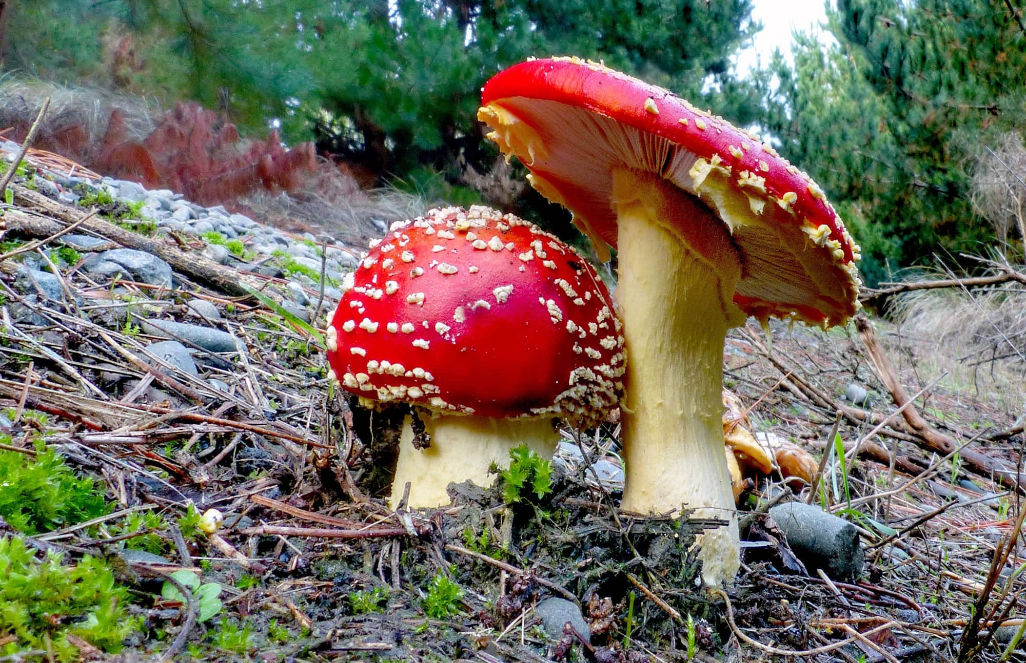 Amanita Muscaria, Amanita muscaria