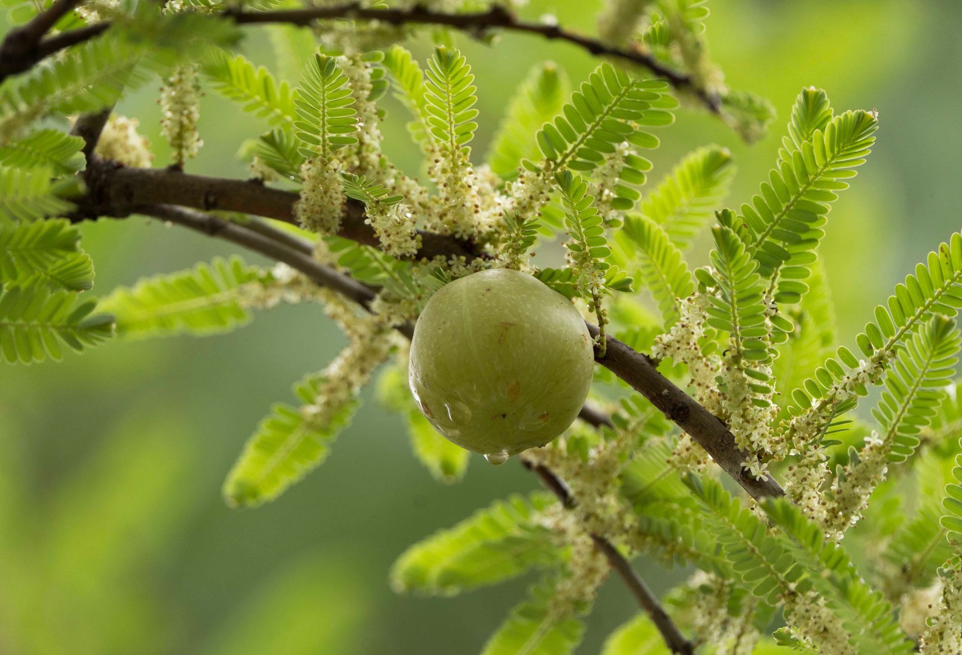 Amla / Amalaki, Emblica officinalis / Phyllanthus emblica