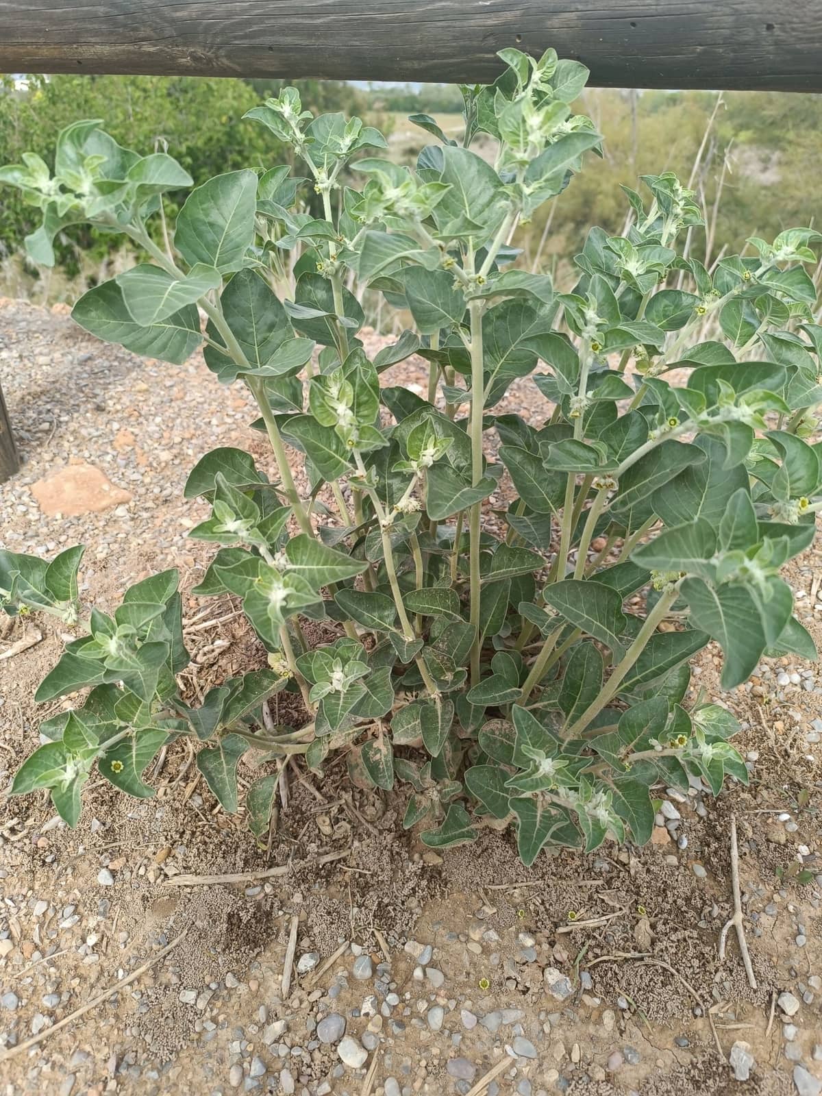 Ashwagandha, Withania somnifera