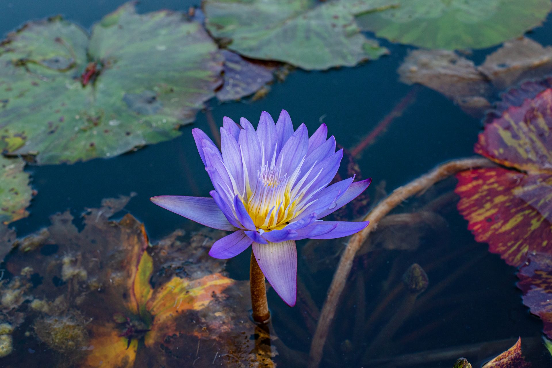 Blue Lotus, Nymphaea caerulea