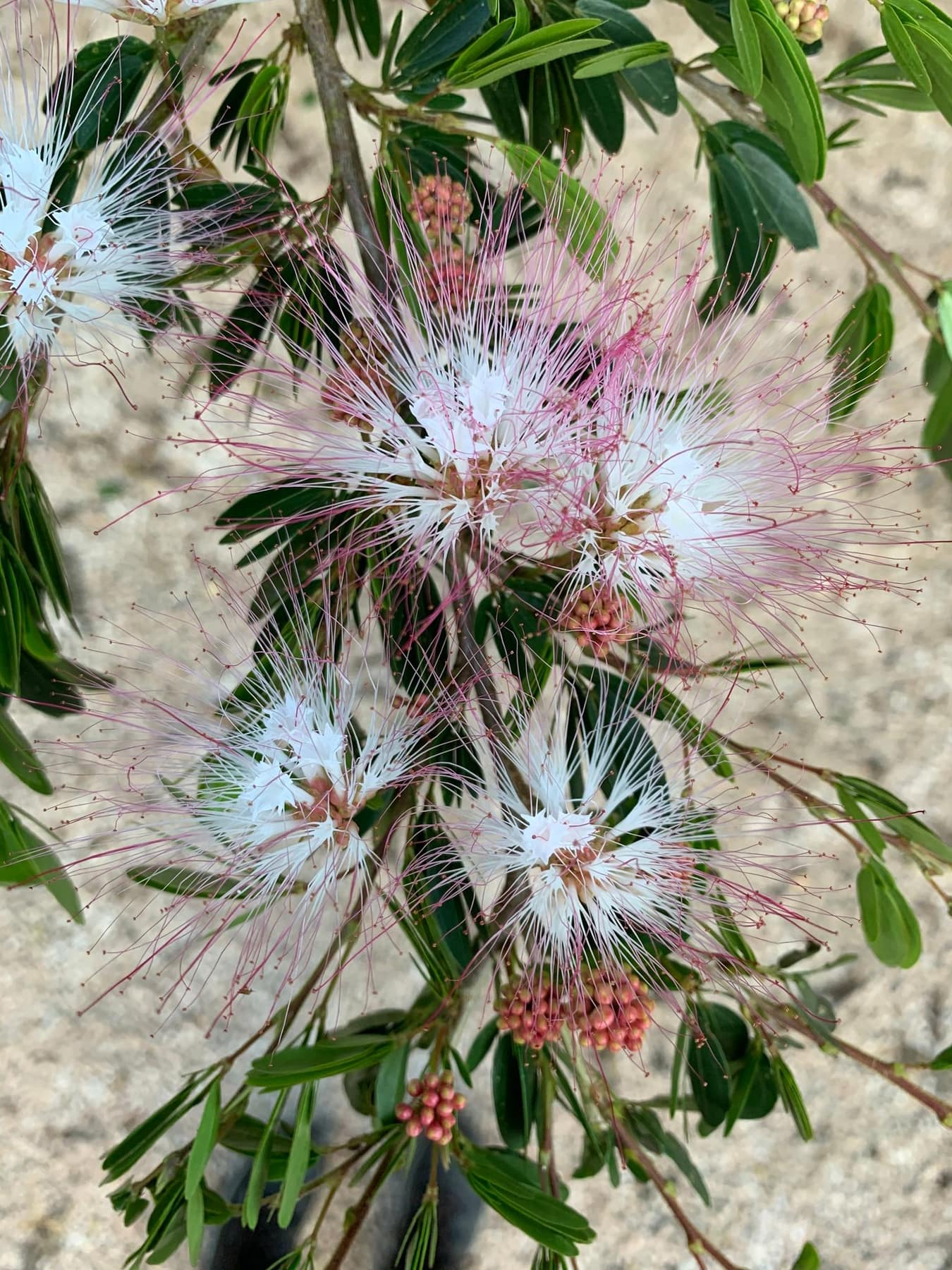 Bobinsana, Calliandra angustifolia