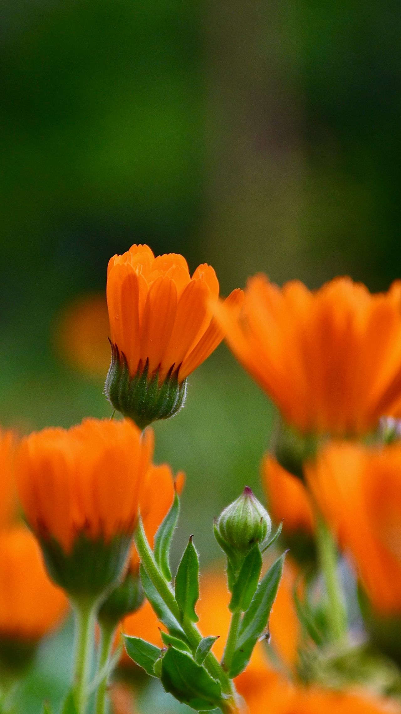 Calendula, Calendula officinalis