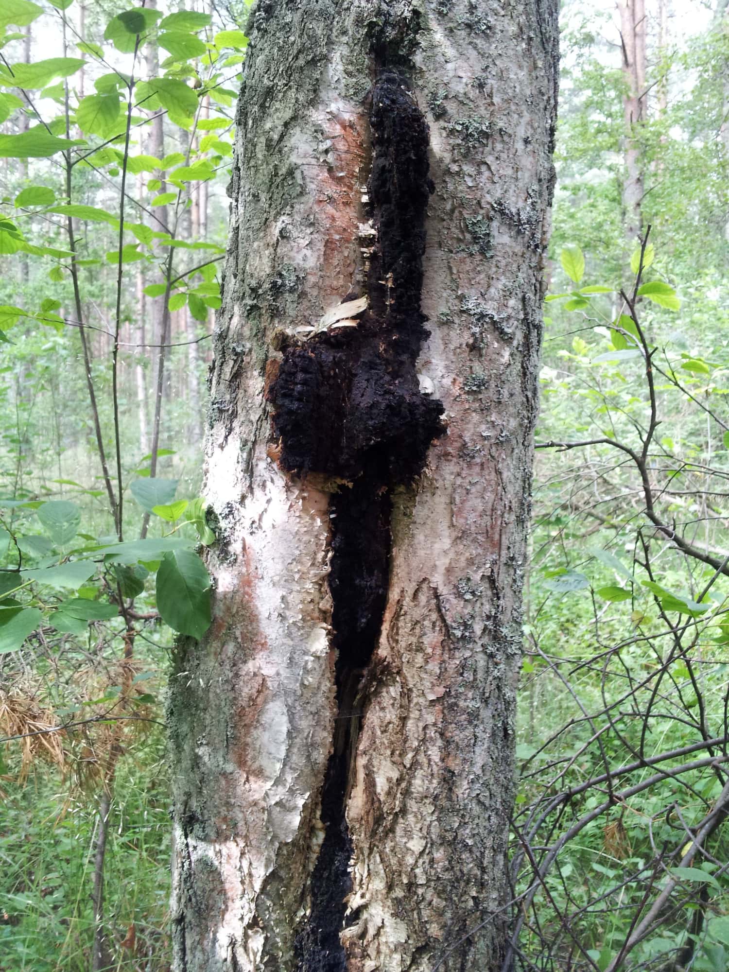 Chaga, Inonotus obliquus
