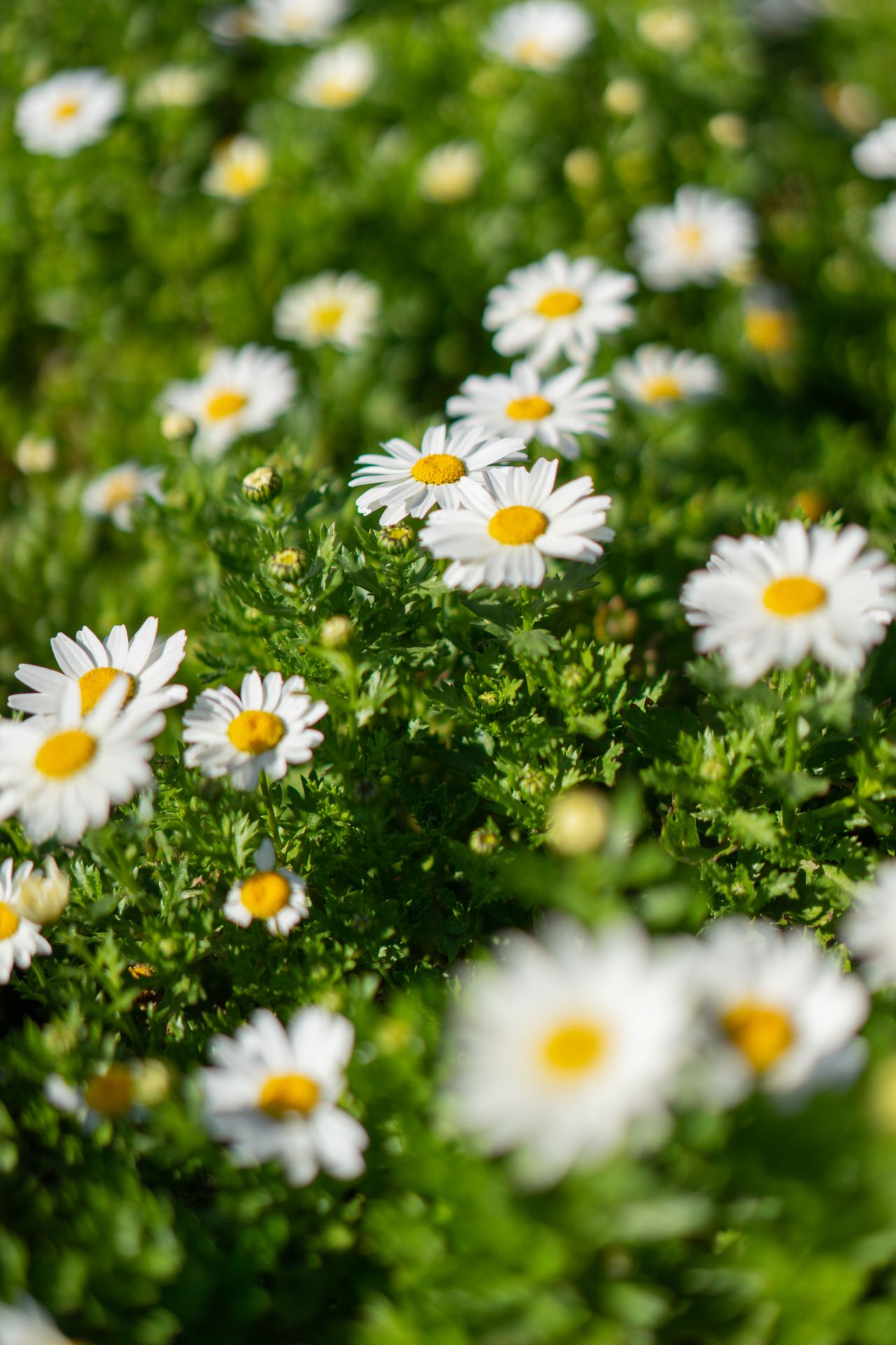 Chamomile, Matricaria chamomilla