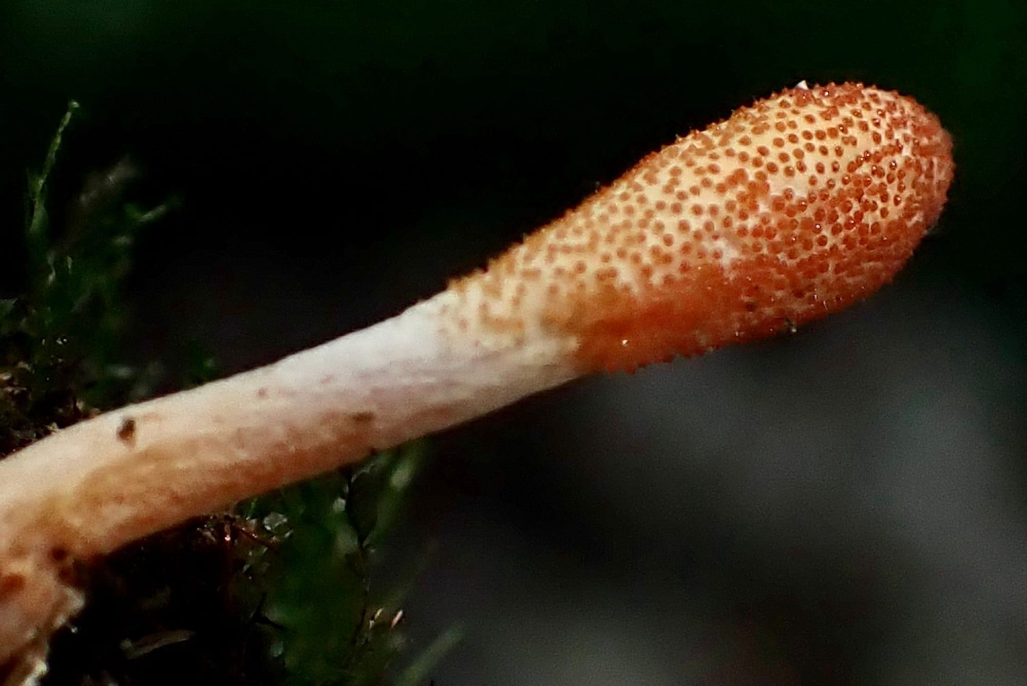 Cordyceps, Cordyceps militaris