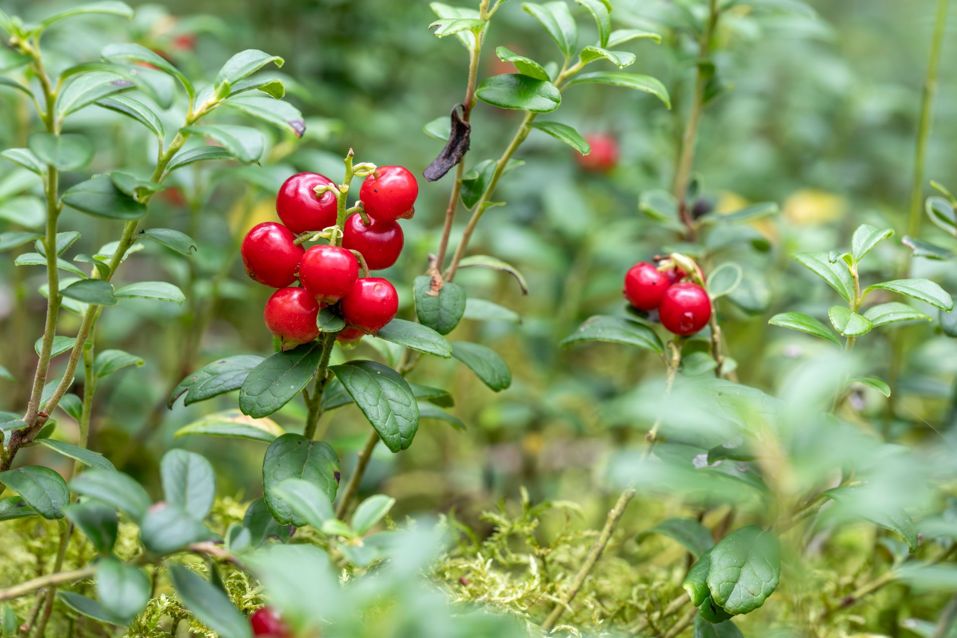 Cranberry, Vaccinium macrocarpon