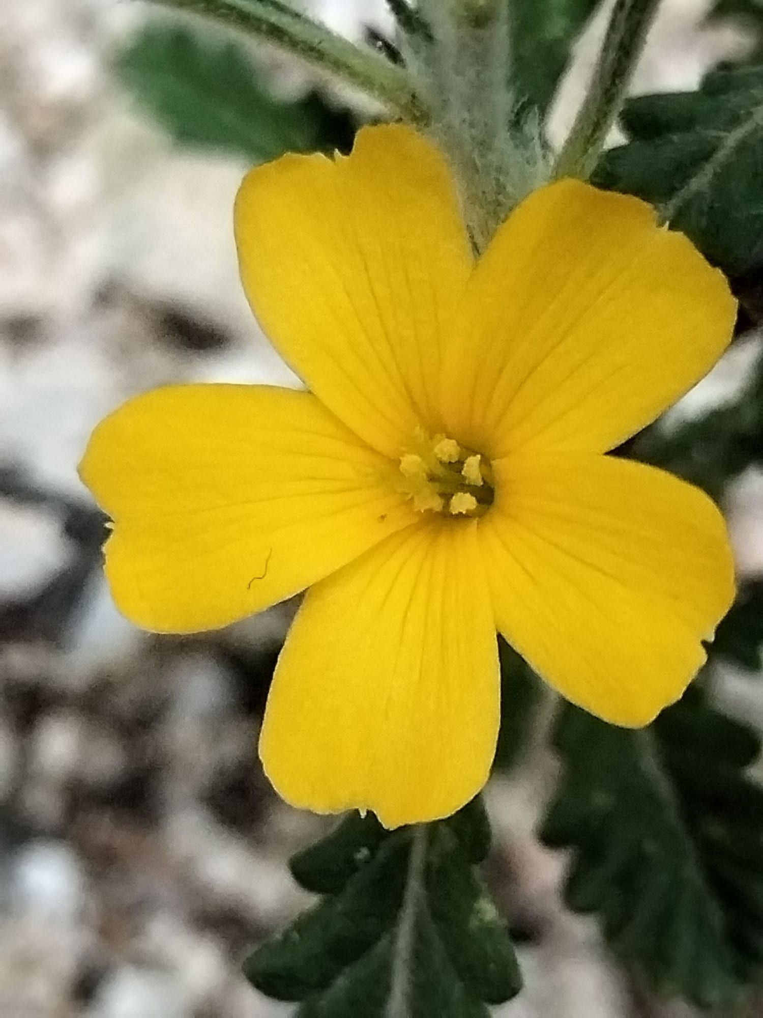 Damiana, Turnera diffusa
