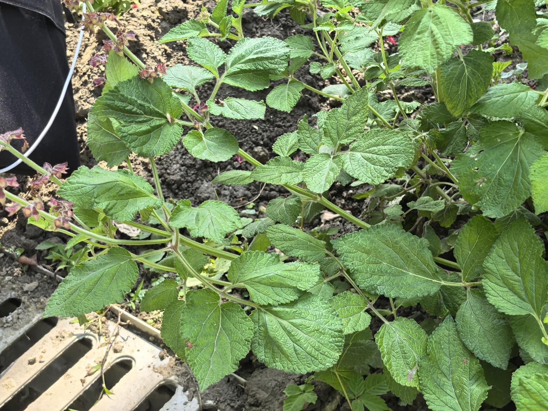 Dan Shen Root Extract, Salvia miltiorrhiza
