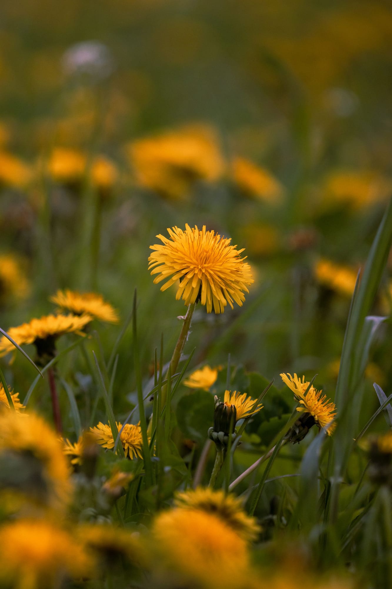 Dandelion Root, Taraxacum officinale