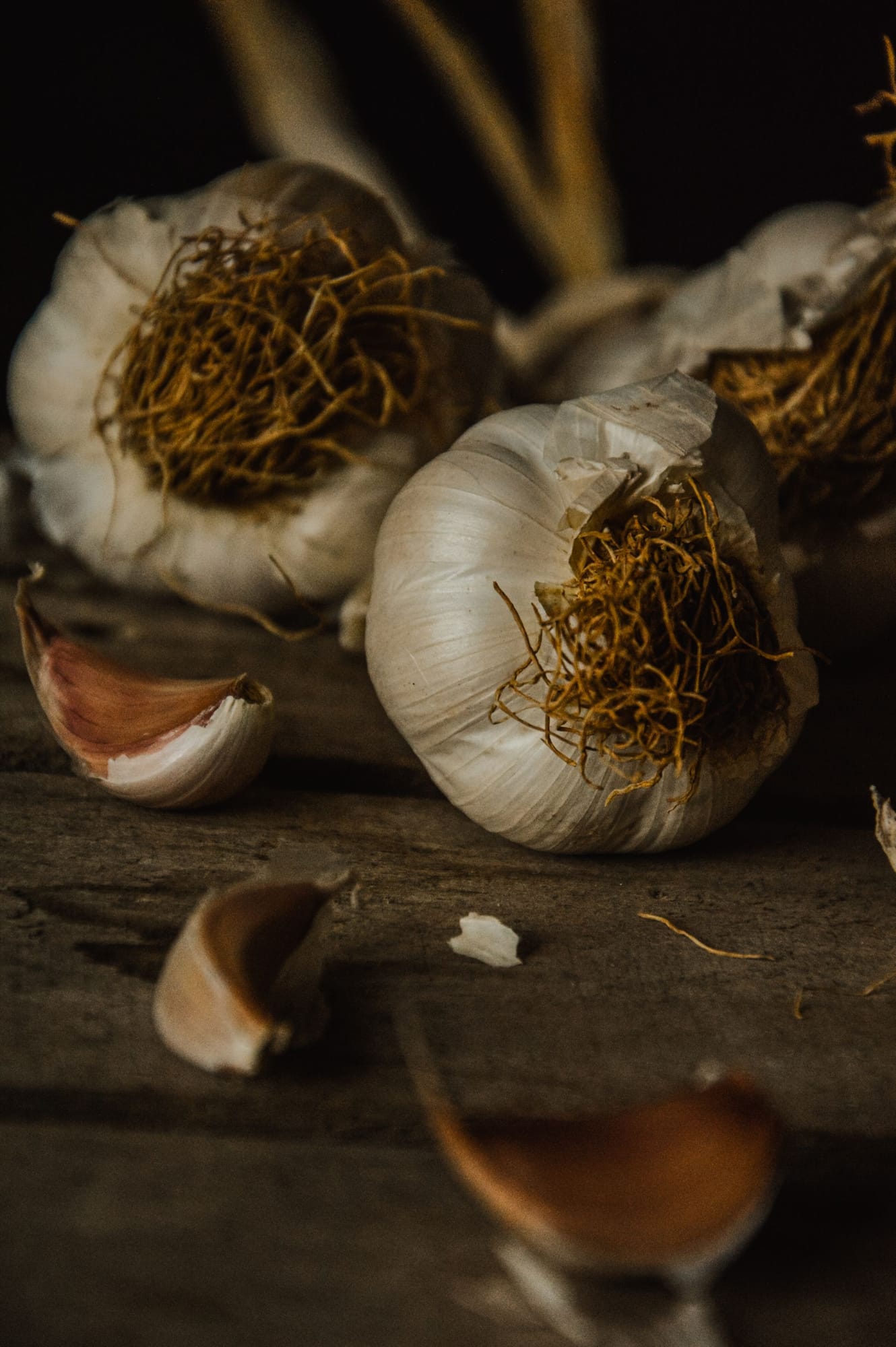 Garlic, Allium sativum
