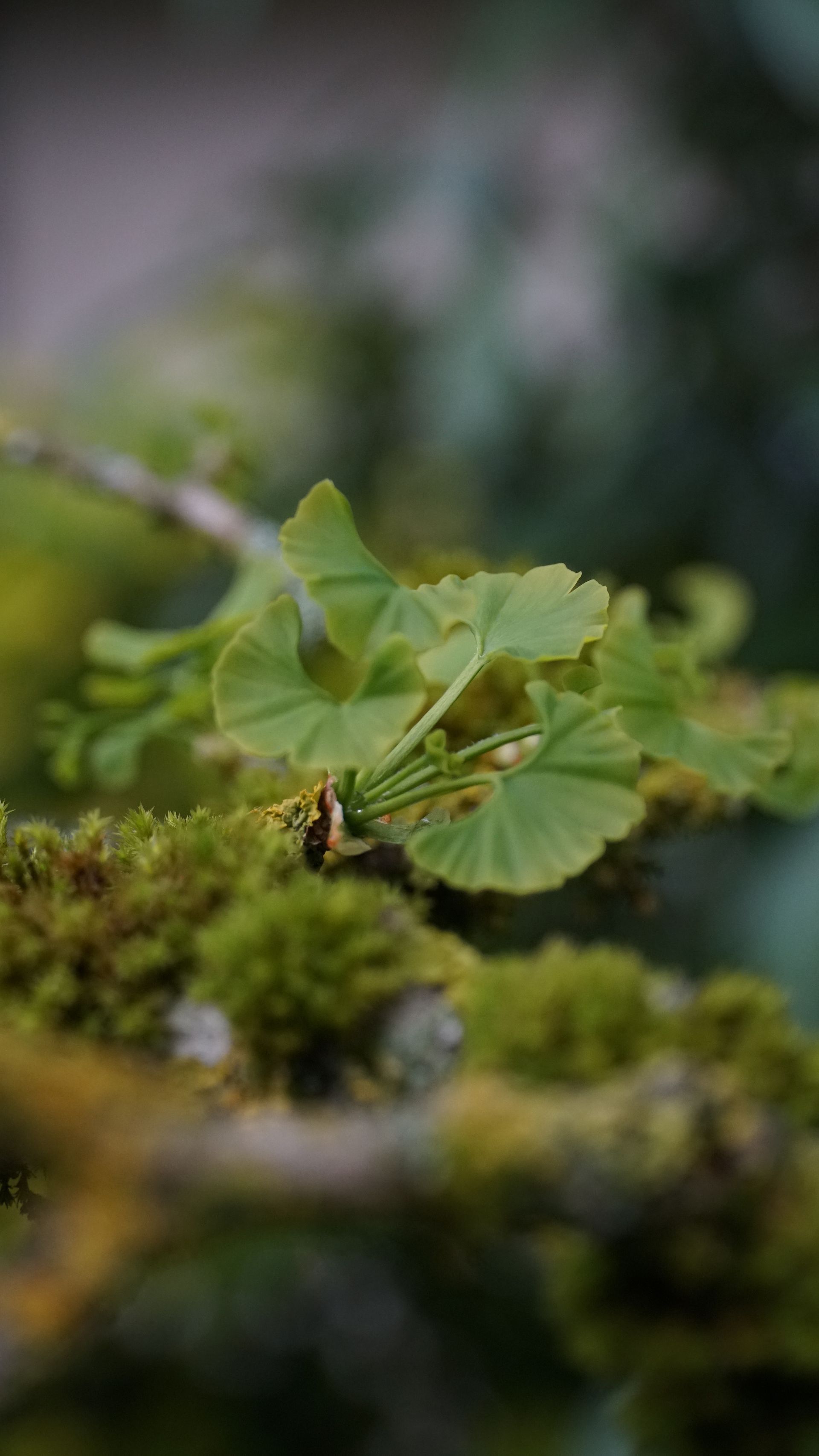 Ginkgo, Ginkgo biloba
