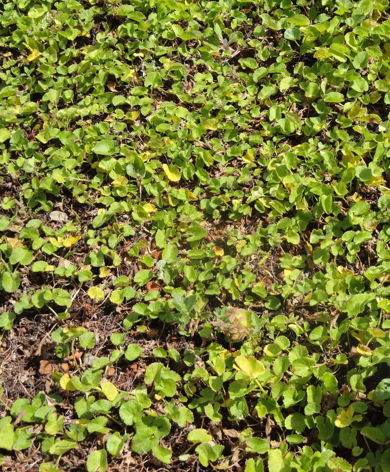 Gotu Kola, Centella asiatica