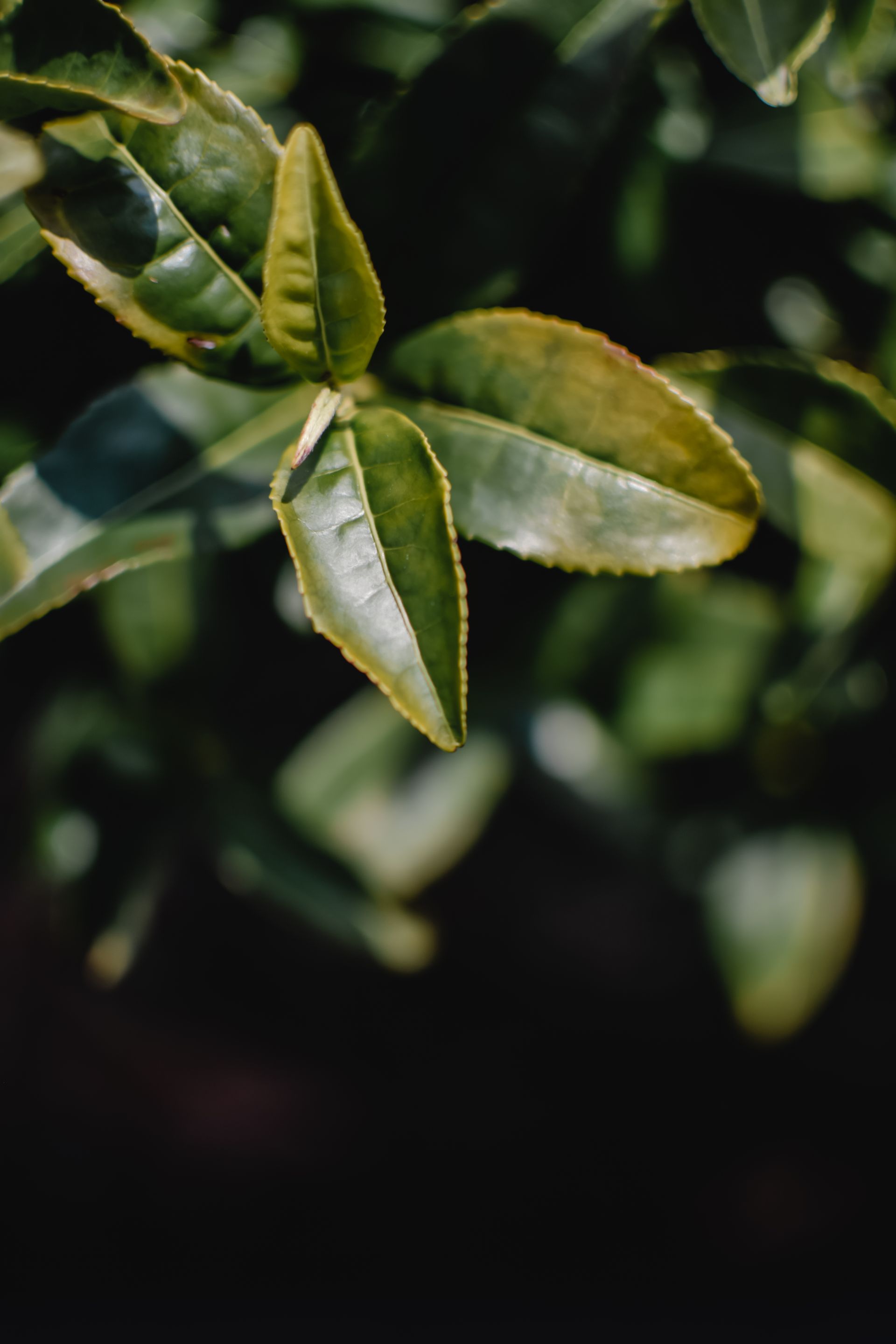 Green Tea, Camellia sinensis