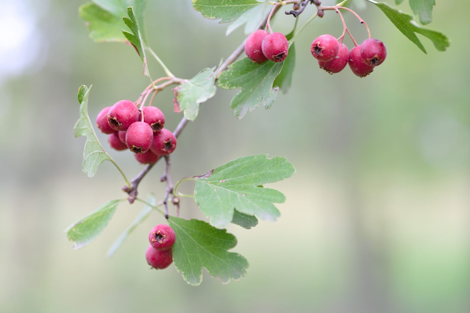 Hawthorn, Crataegus spp.