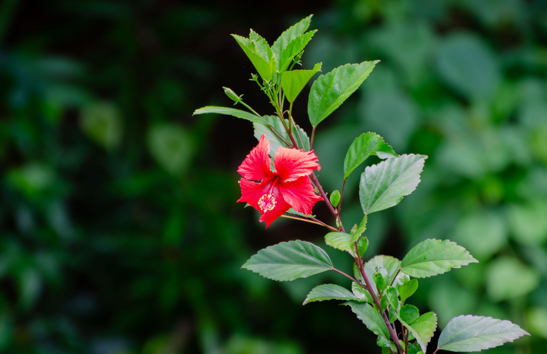Hibiscus, Hibiscus sabdariffa