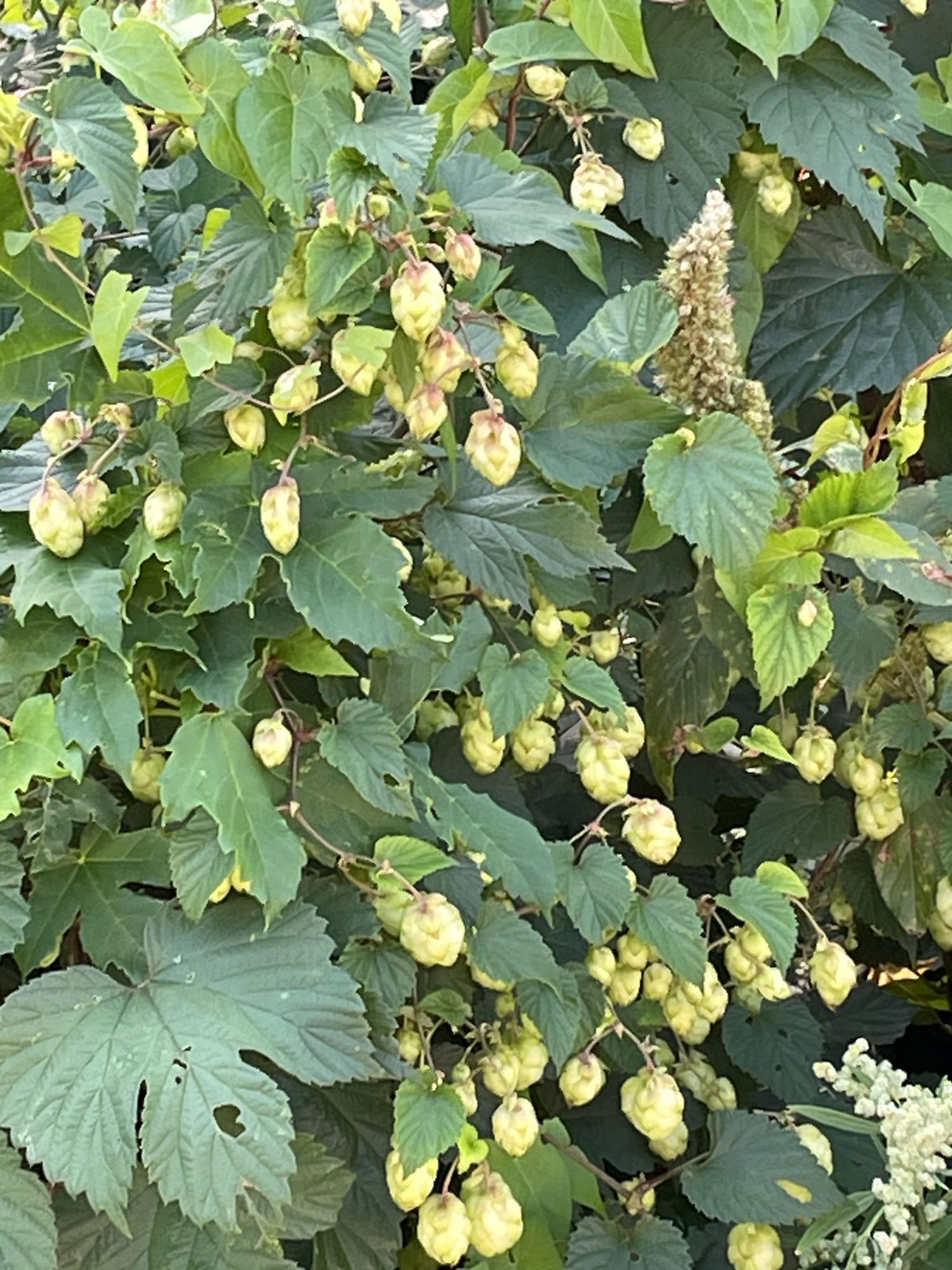 Hops, Humulus lupulus