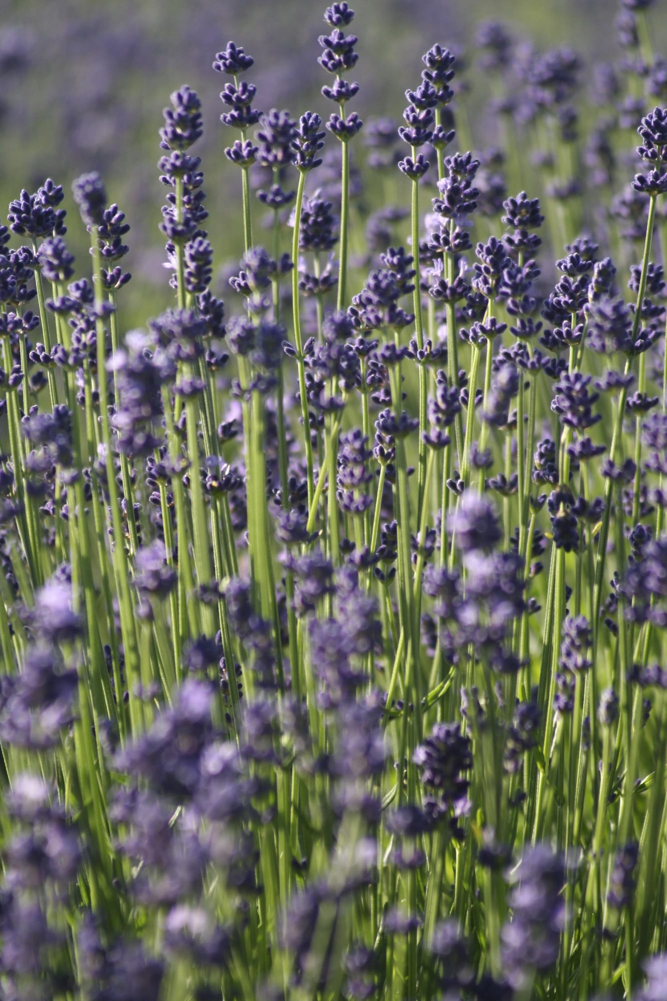Lavender, Lavandula angustifolia