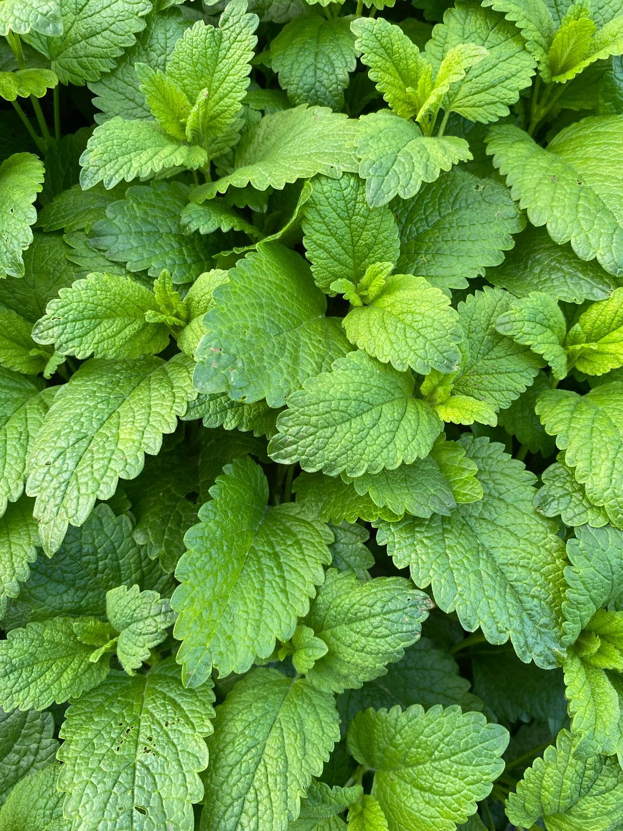 Lemon Balm, Melissa officinalis