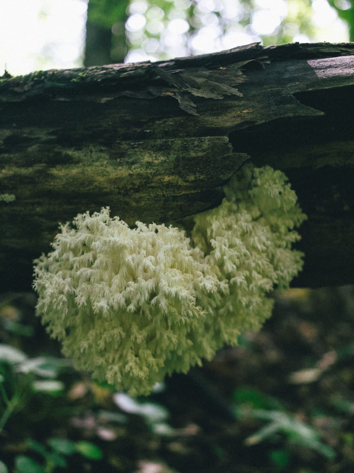 Lion's Mane, Hericium erinaceus