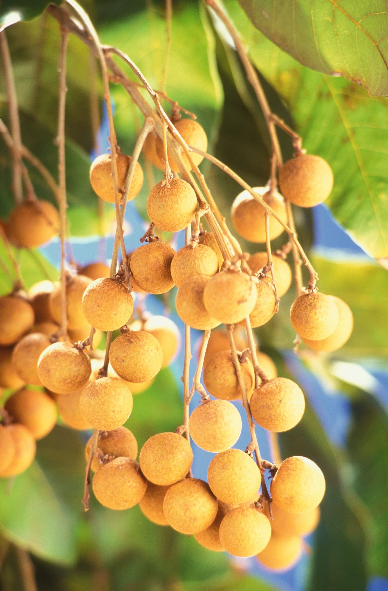 Longan, Dimocarpus longan / Euphoria longana