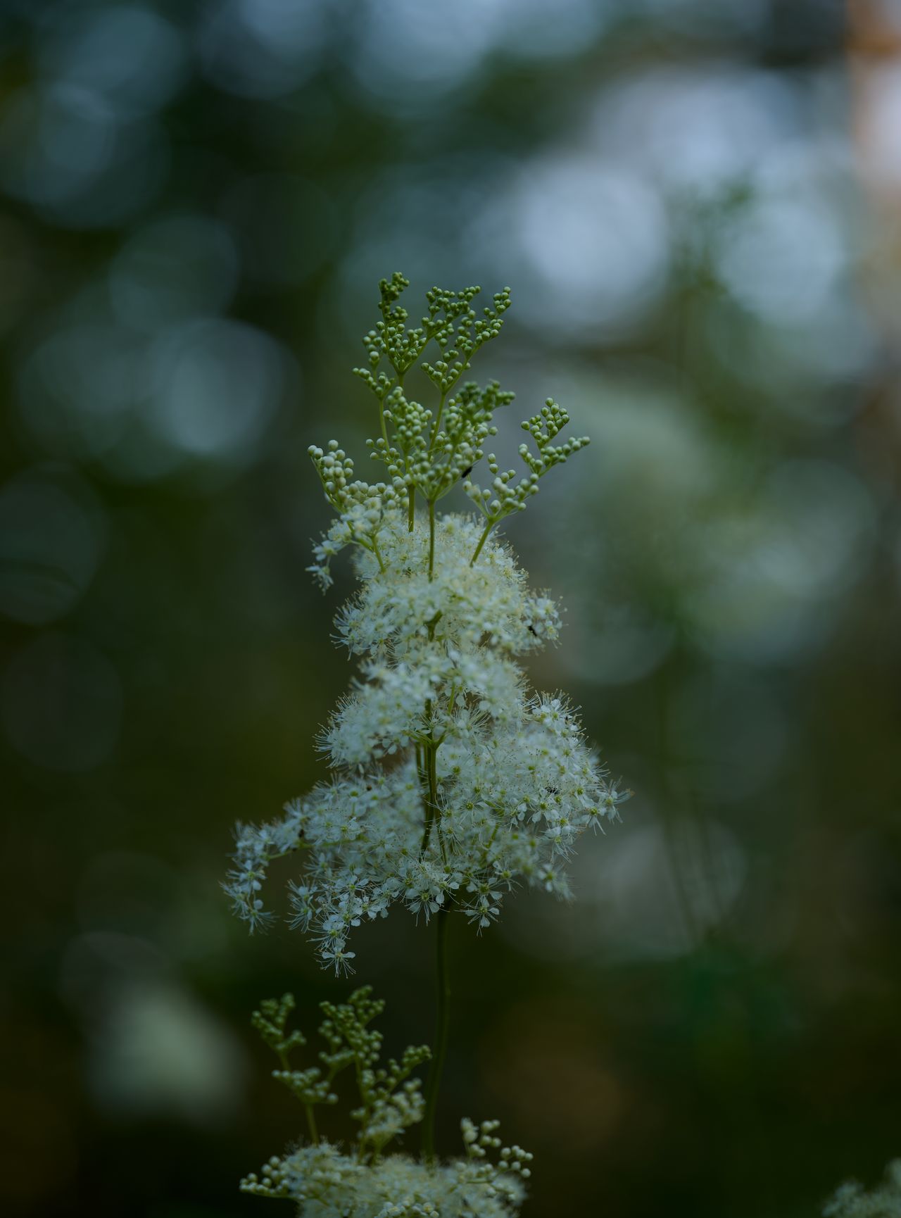 Meadowsweet, Filipendula ulmaria