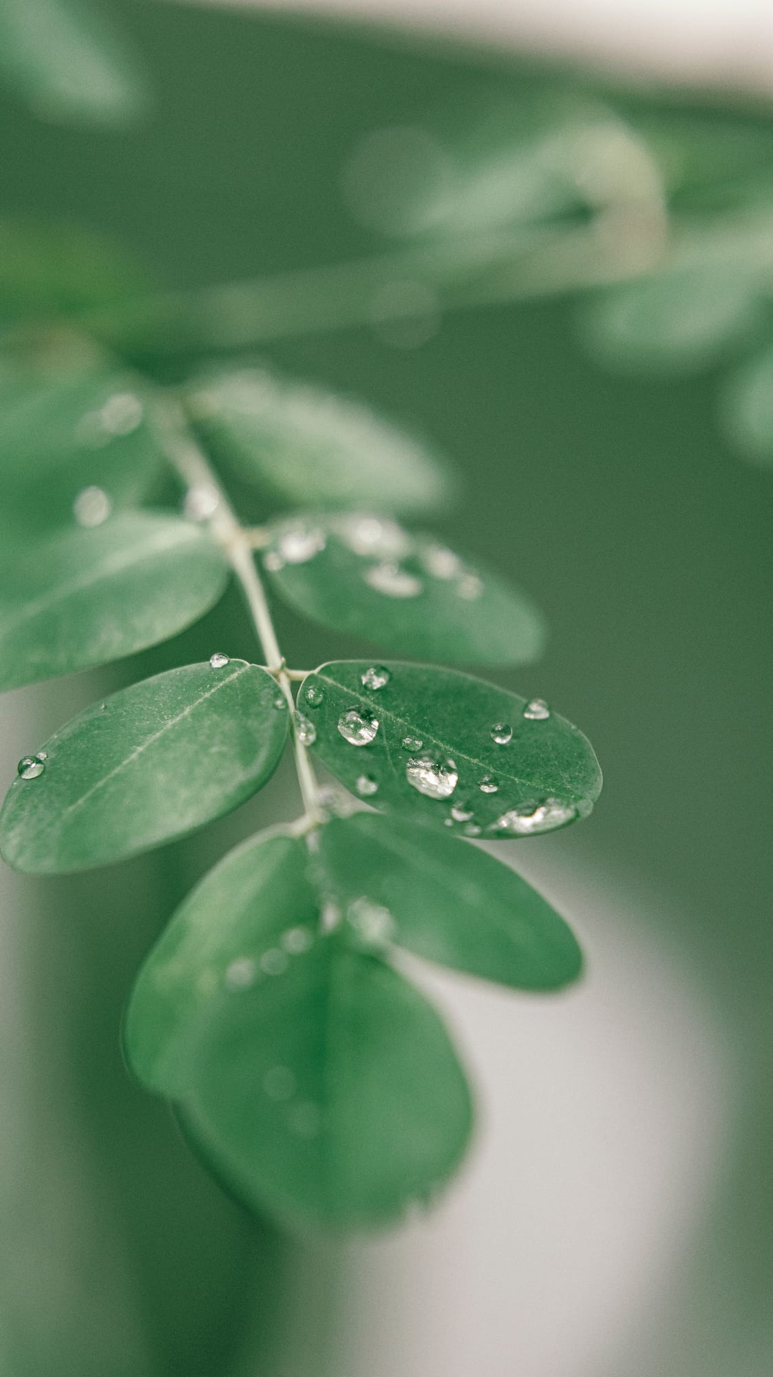 Moringa, Moringa oleifera