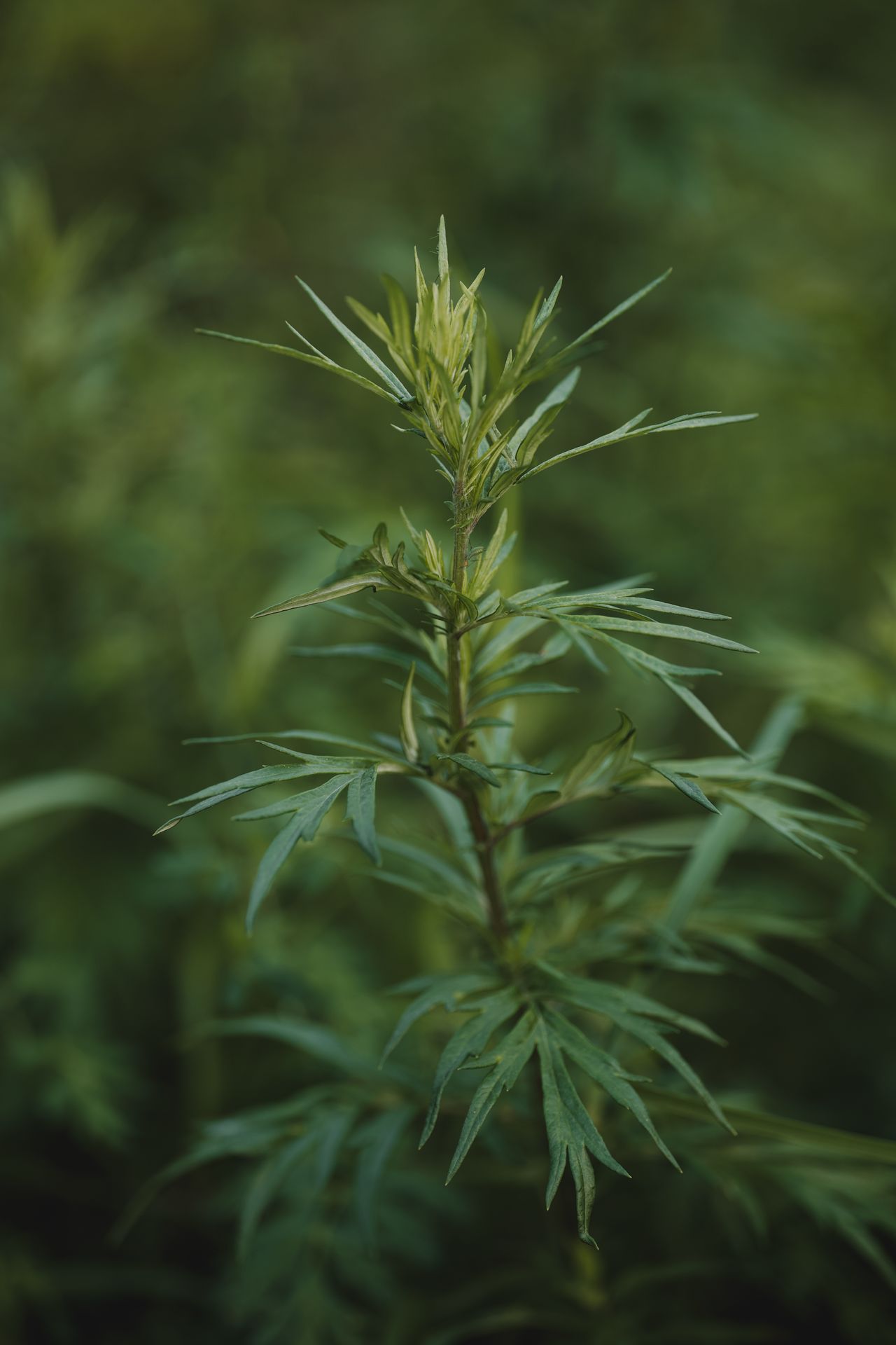 Mugwort, Artemisia vulgaris