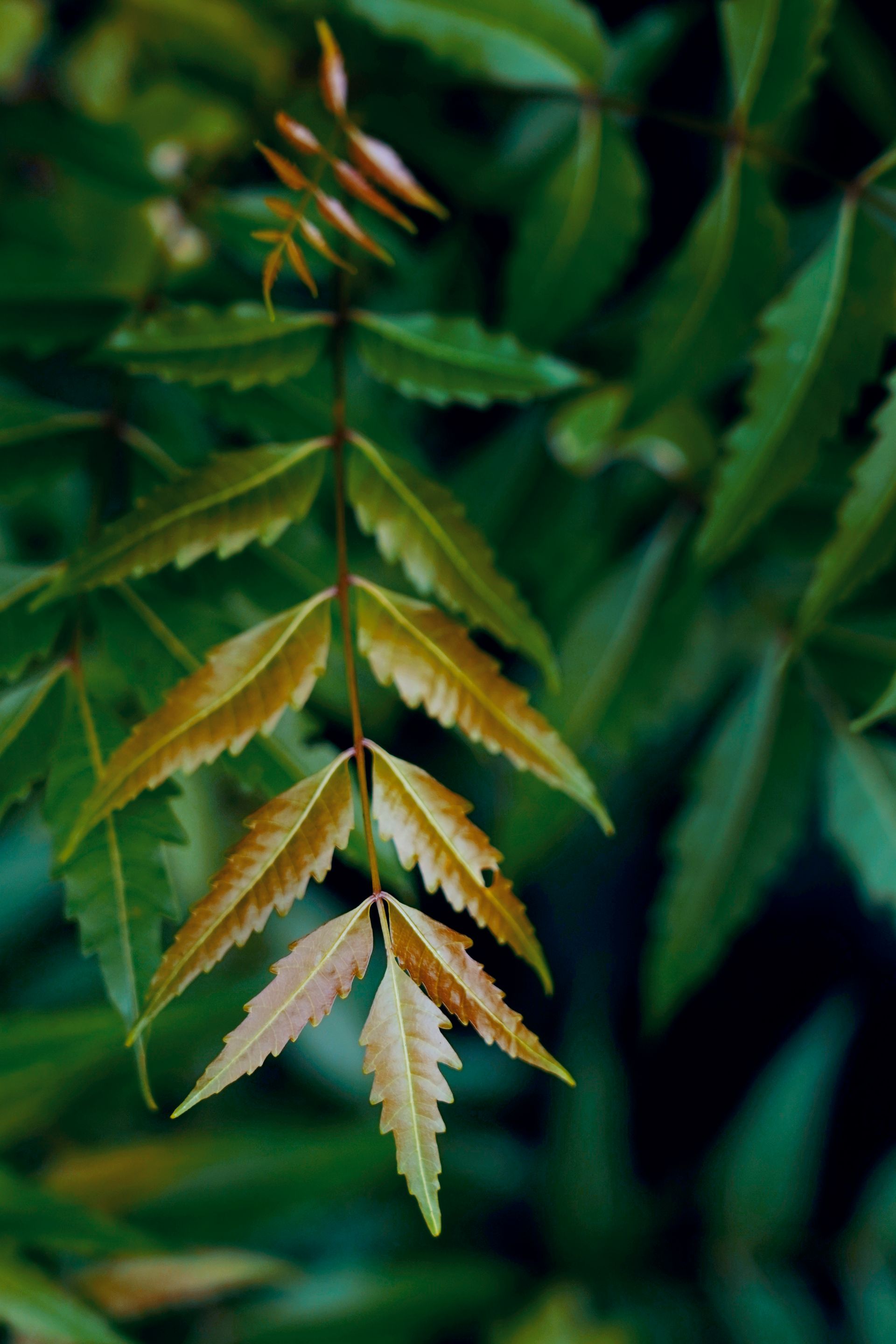 Neem, Azadirachta indica