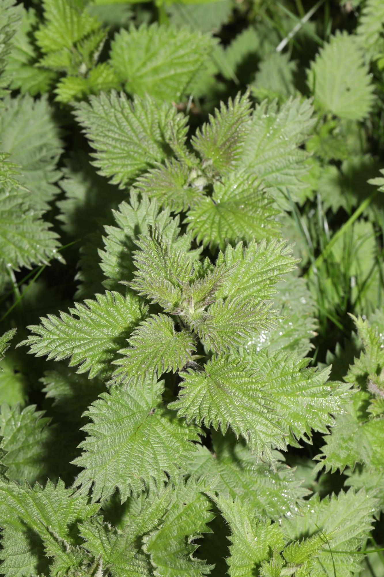 Nettle, Urtica dioica