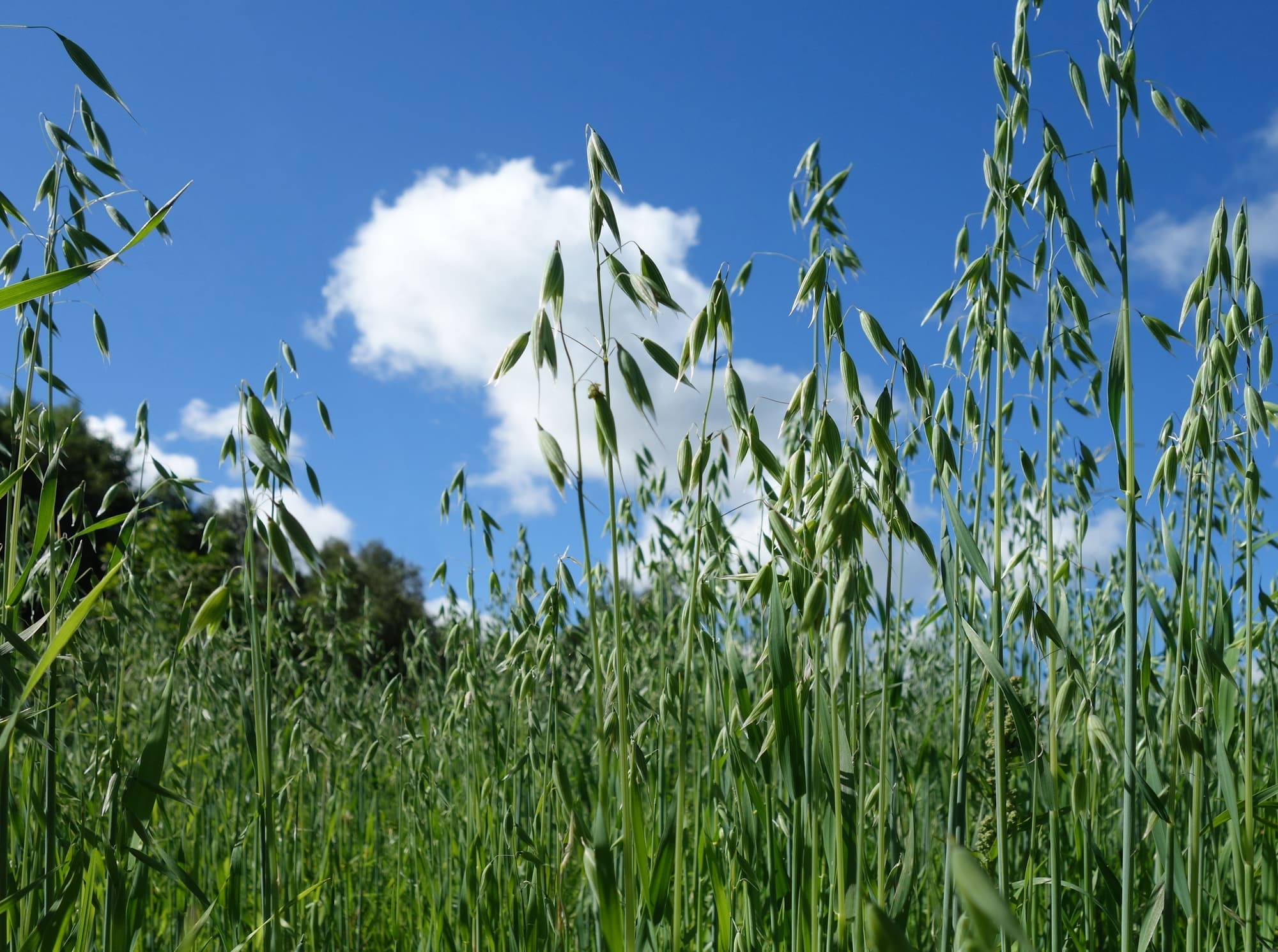 Oatstraw, Avena sativa