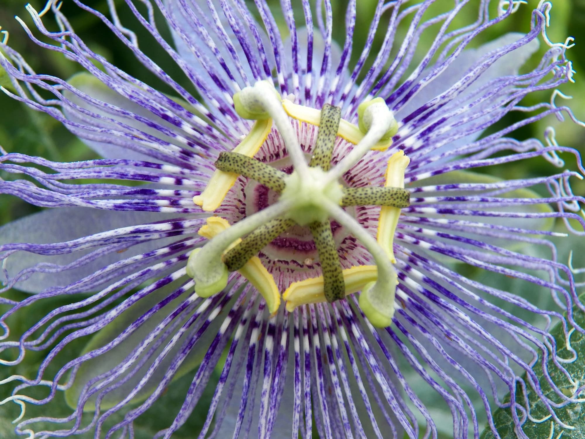Passionflower, Passiflora incarnata