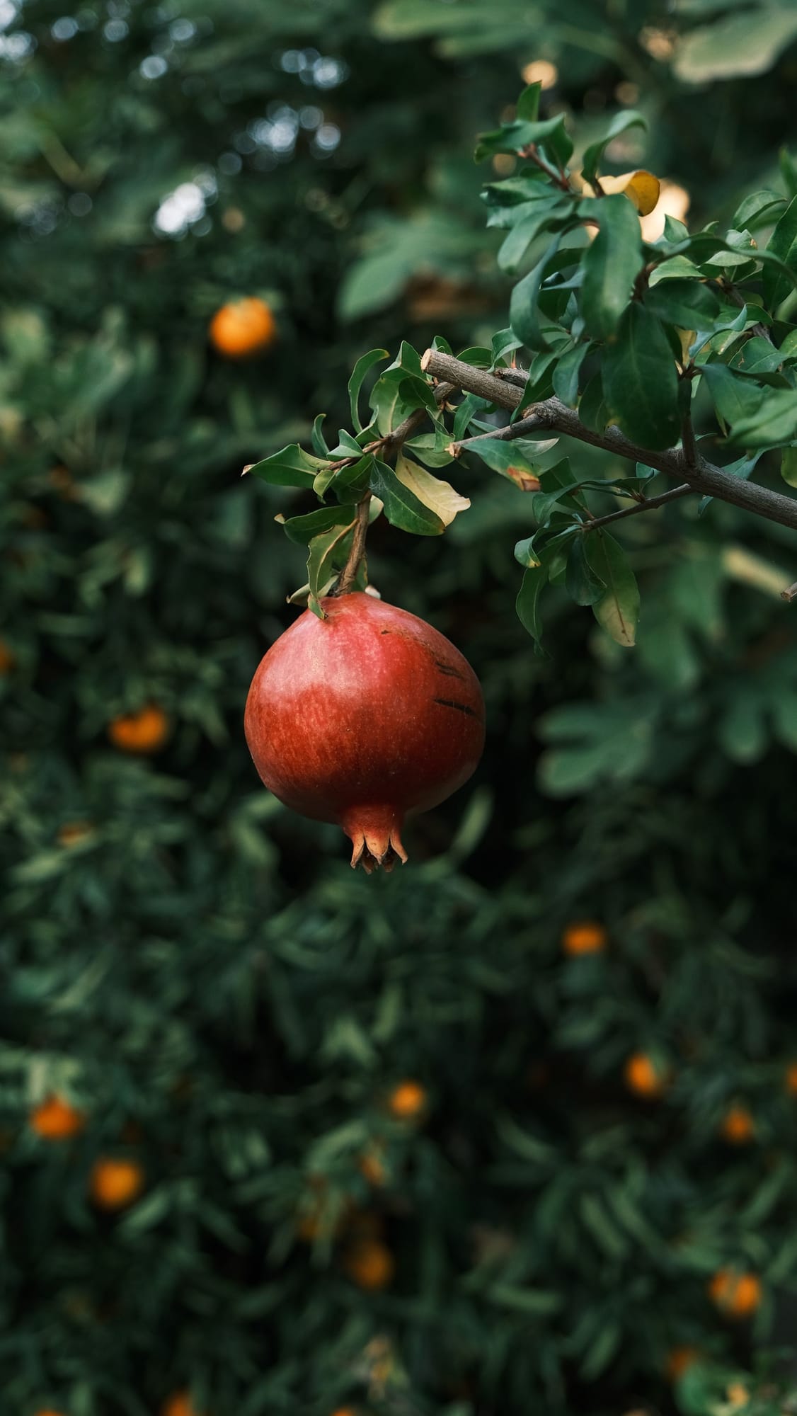 Pomegranate Seeds, Punica granatum
