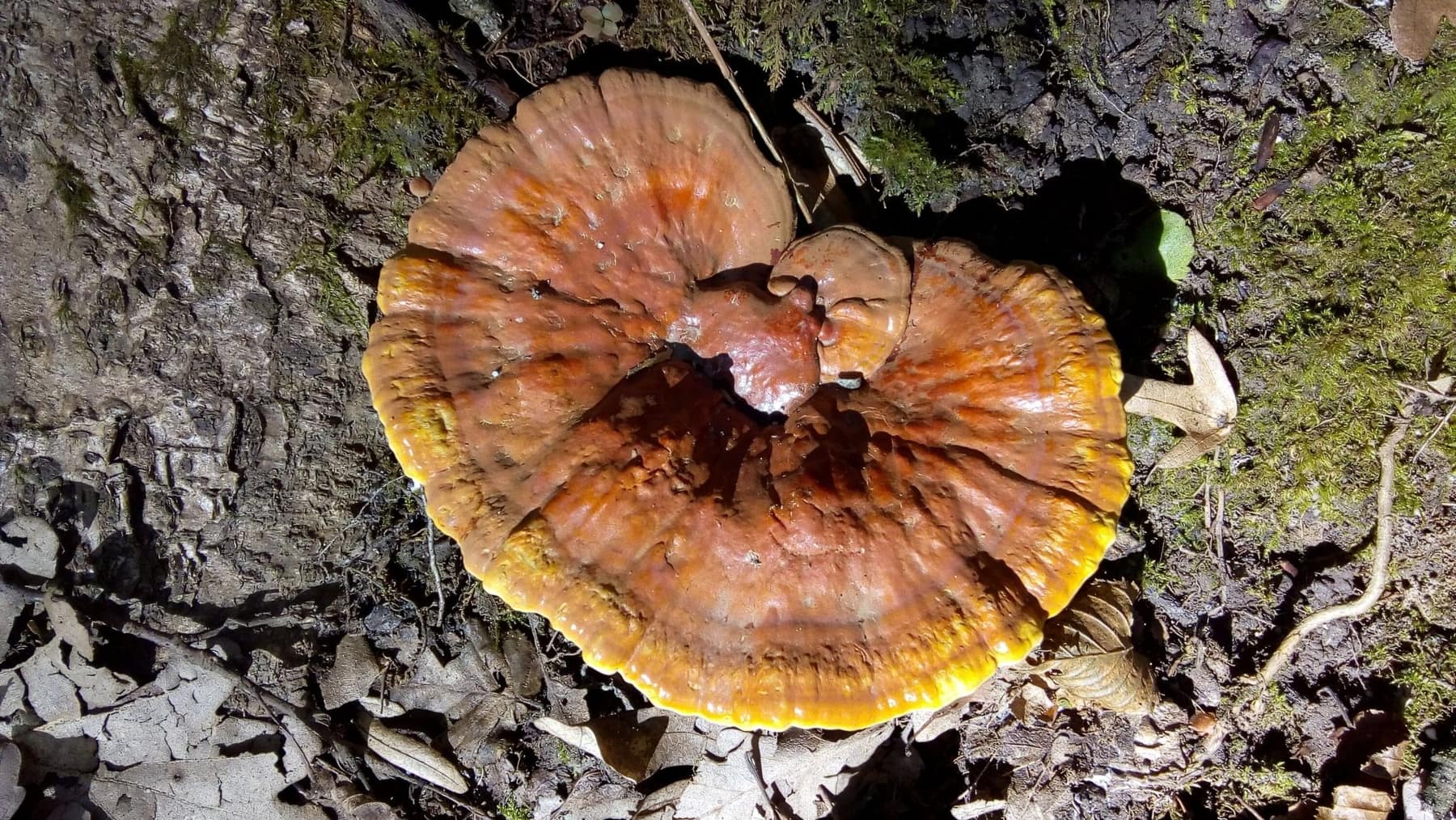 Reishi, Ganoderma lucidum