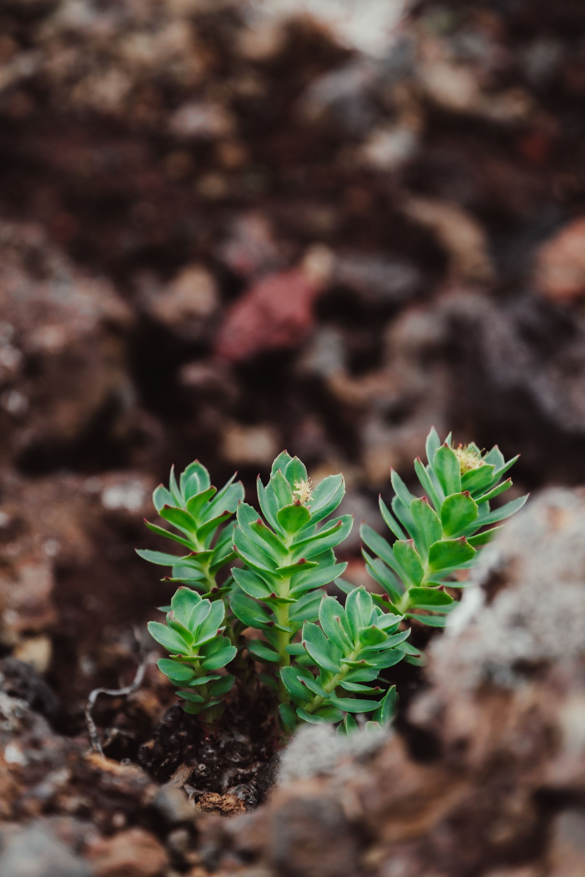 Rhodiola, Rhodiola rosea