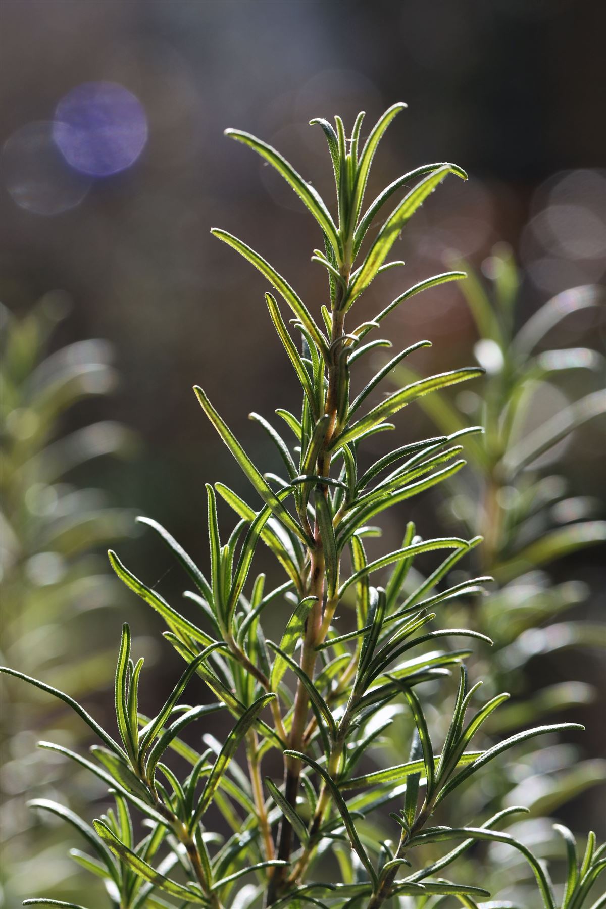 Rosemary, Rosmarinus officinalis