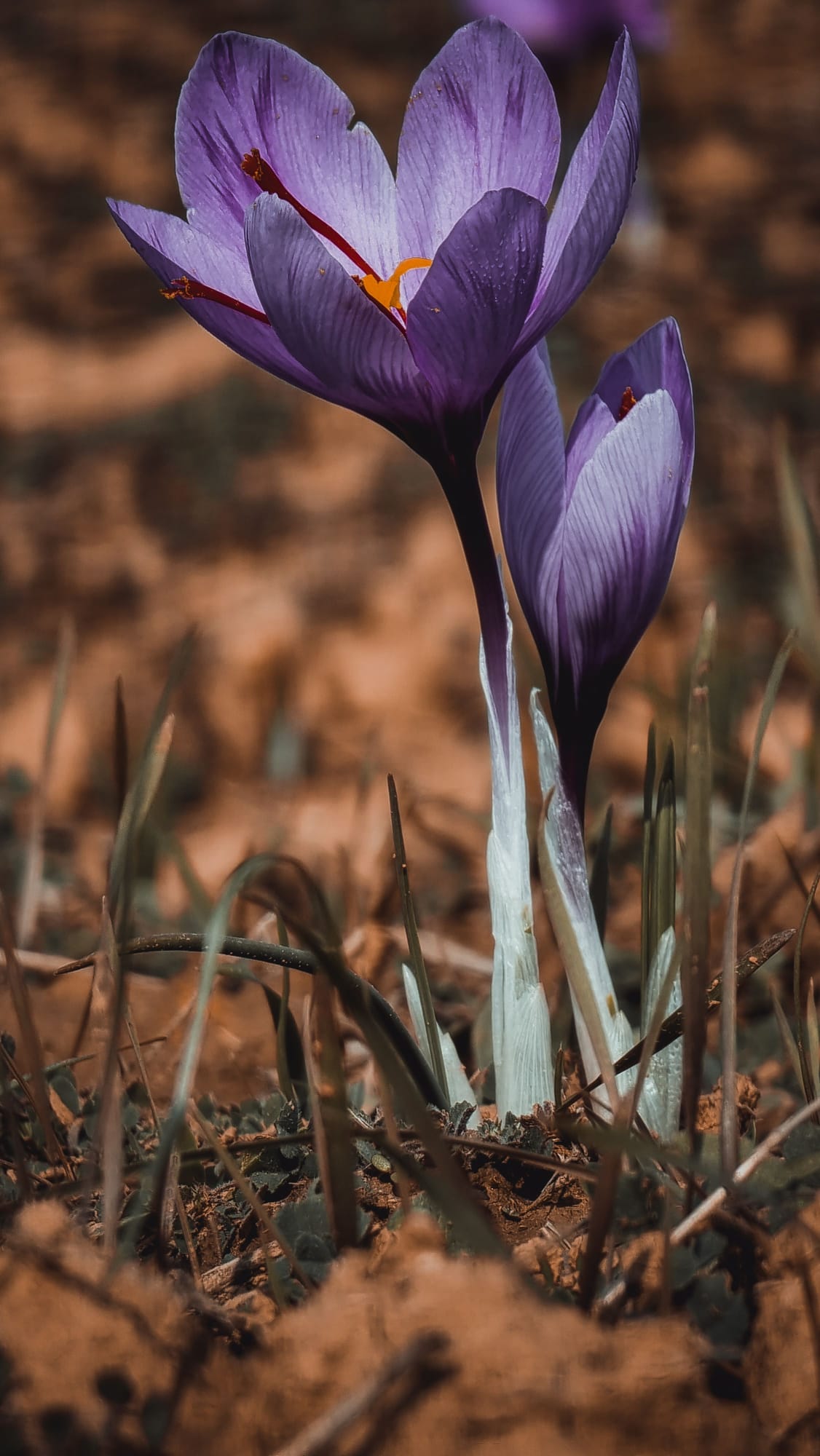 Saffron, Crocus sativus