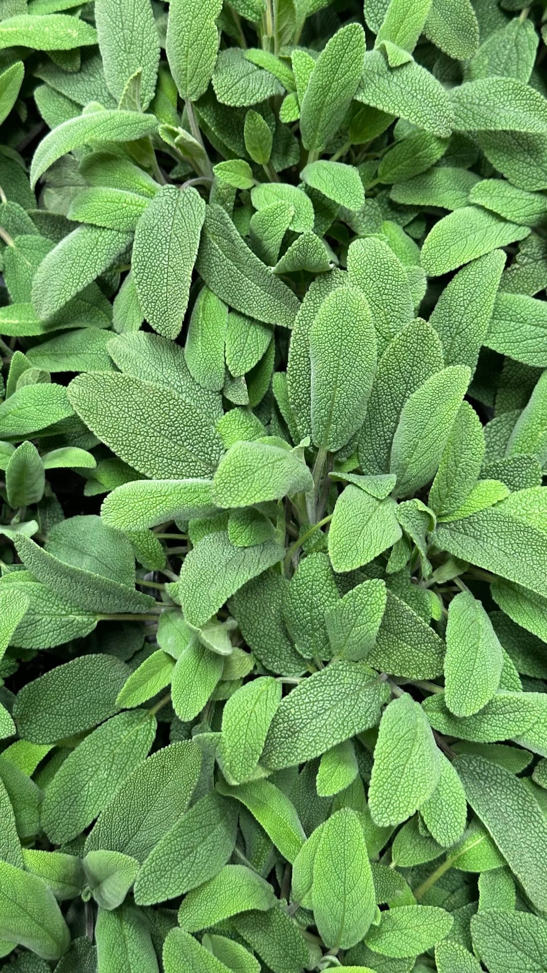 Sage, Salvia officinalis