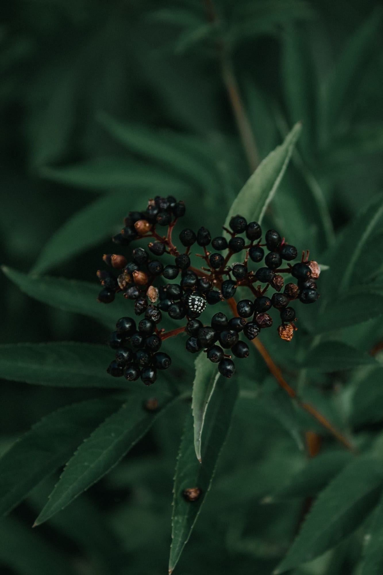 Elderberry, Sambucus nigra / Sambucus canadensis