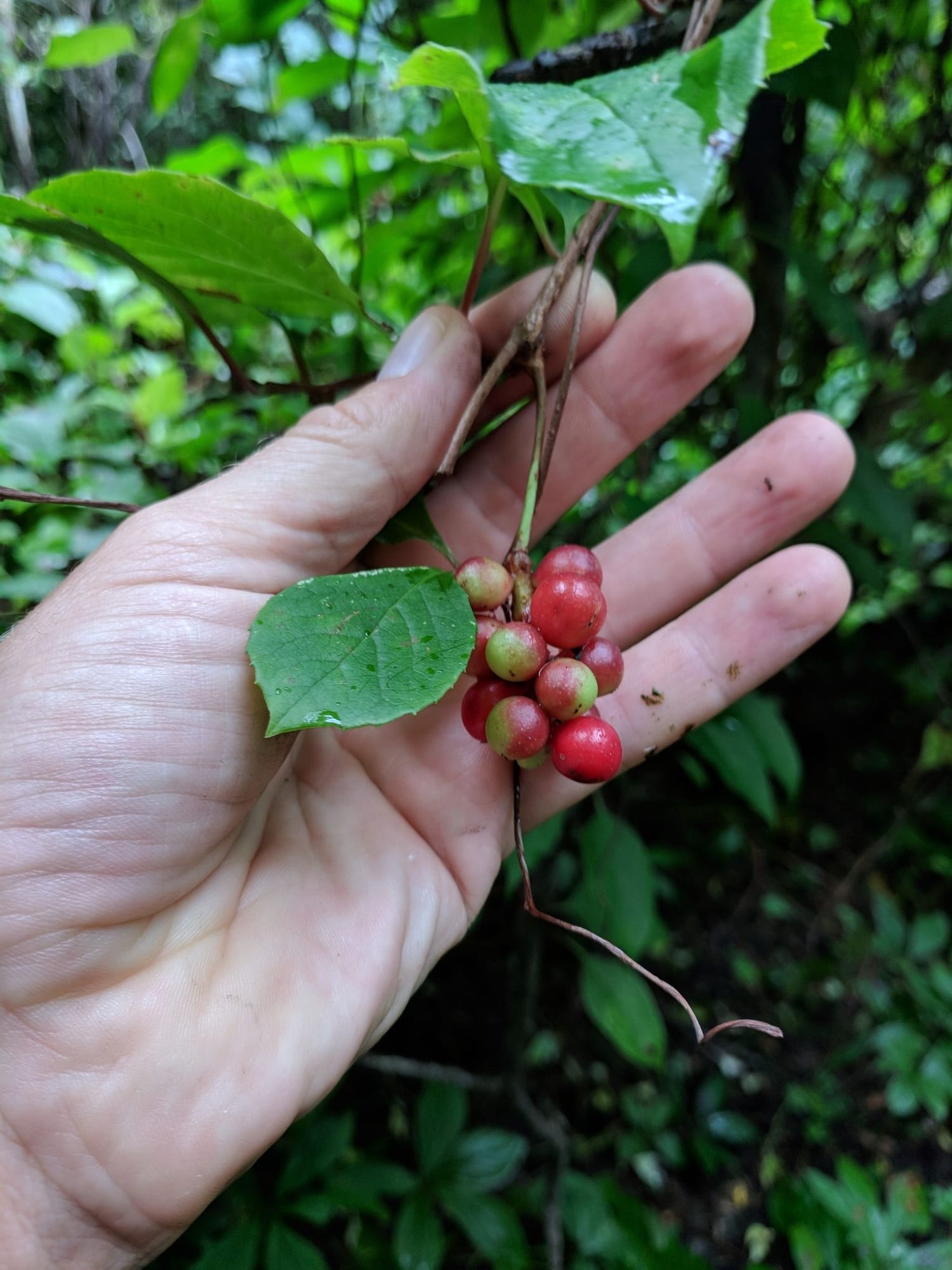 Schisandra (Five-Flavour Fruit), Schisandra chinensis
