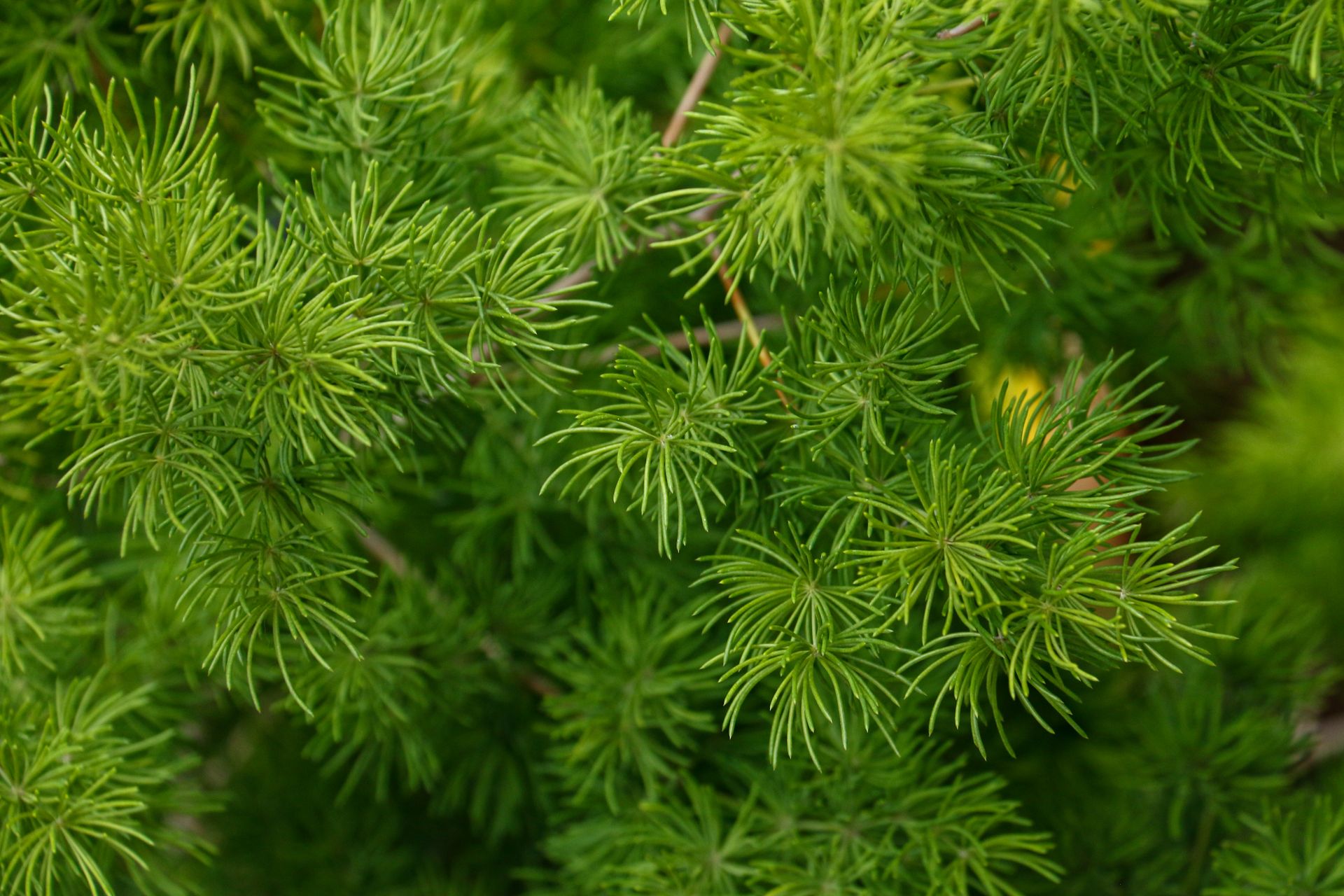 Shatavari, Asparagus racemosus