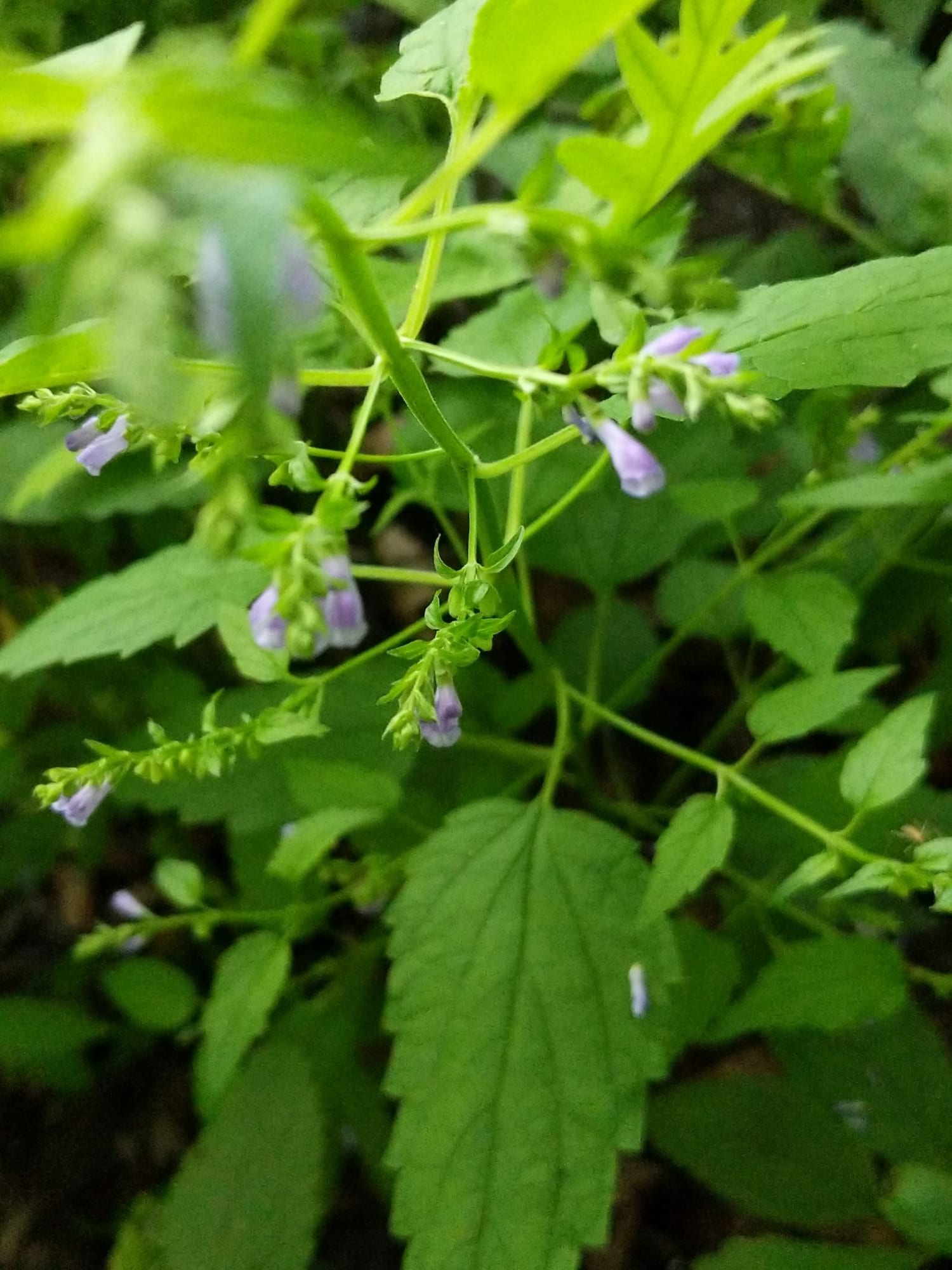 Skullcap, Scutellaria lateriflora