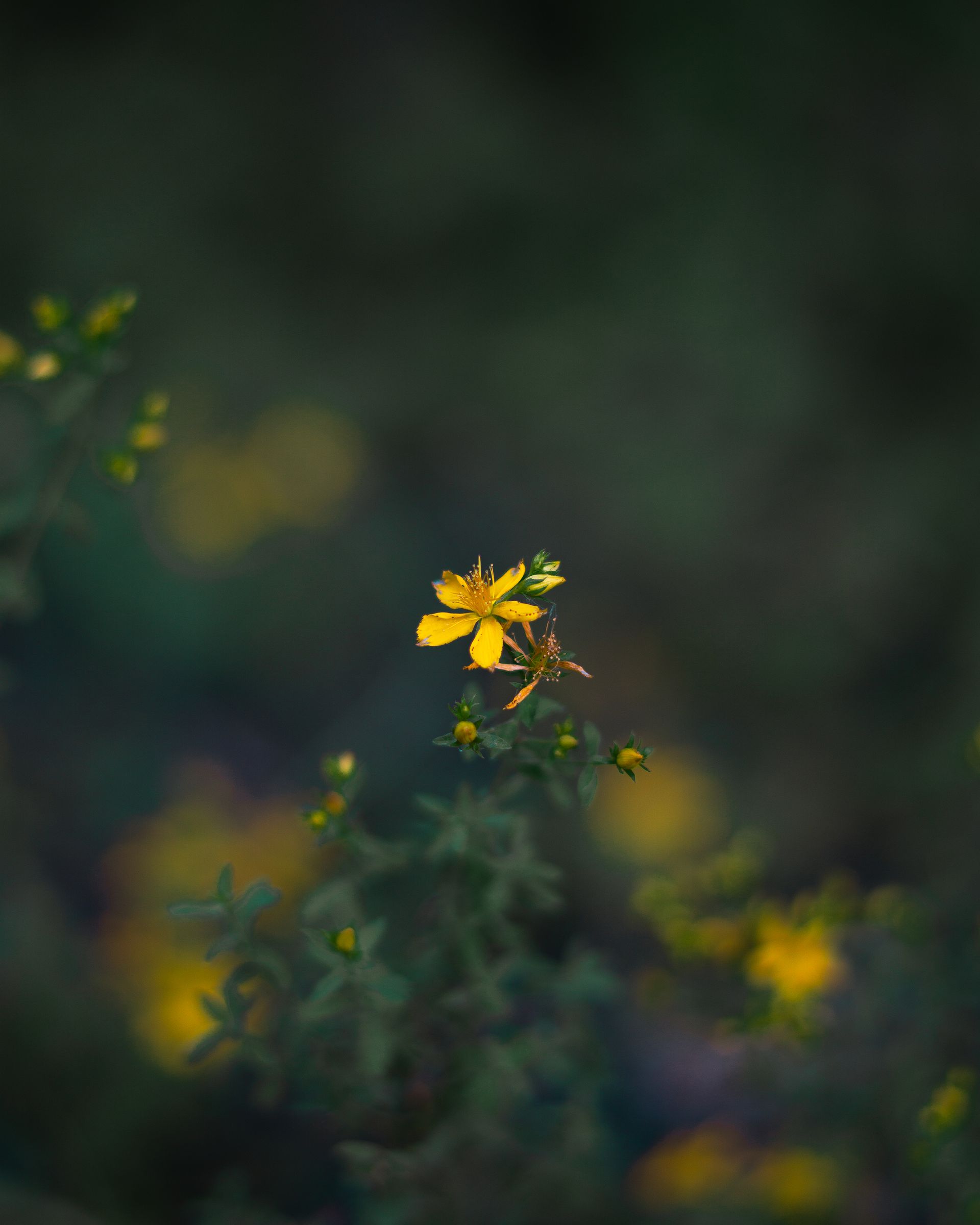 St. John's Wort, Hypericum perforatum