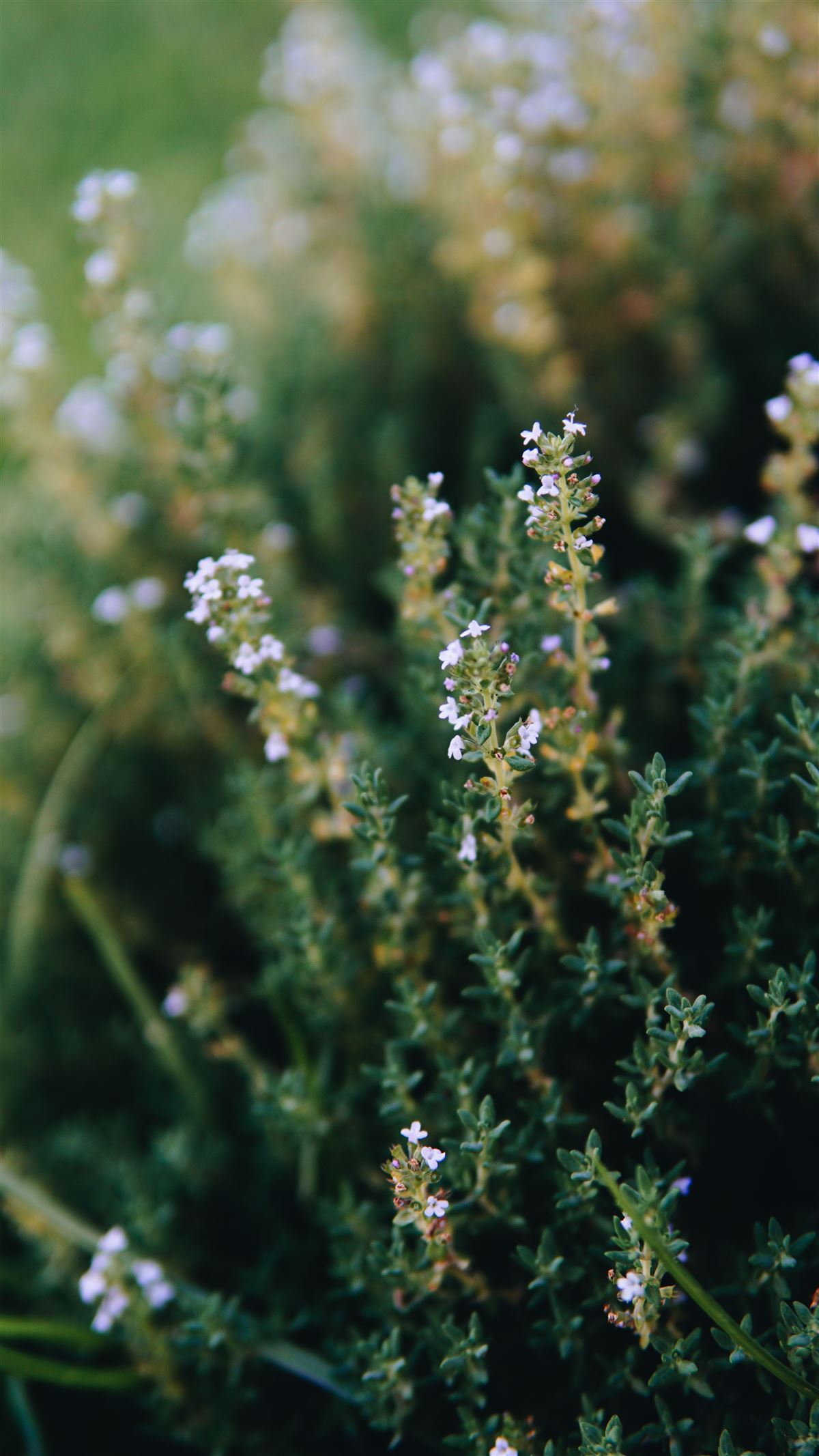 Thyme, Thymus vulgaris