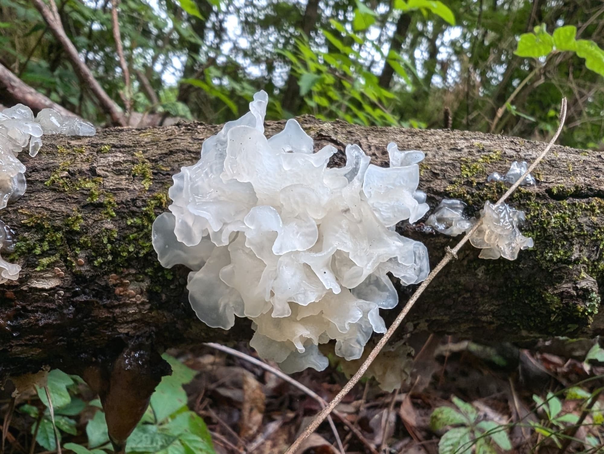 Tremella, Tremella fuciformis