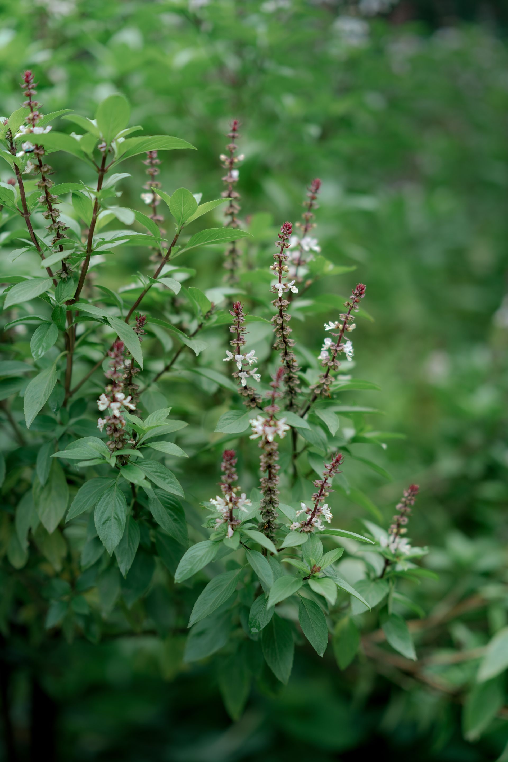Holy Basil (Tulsi), Ocimum sanctum