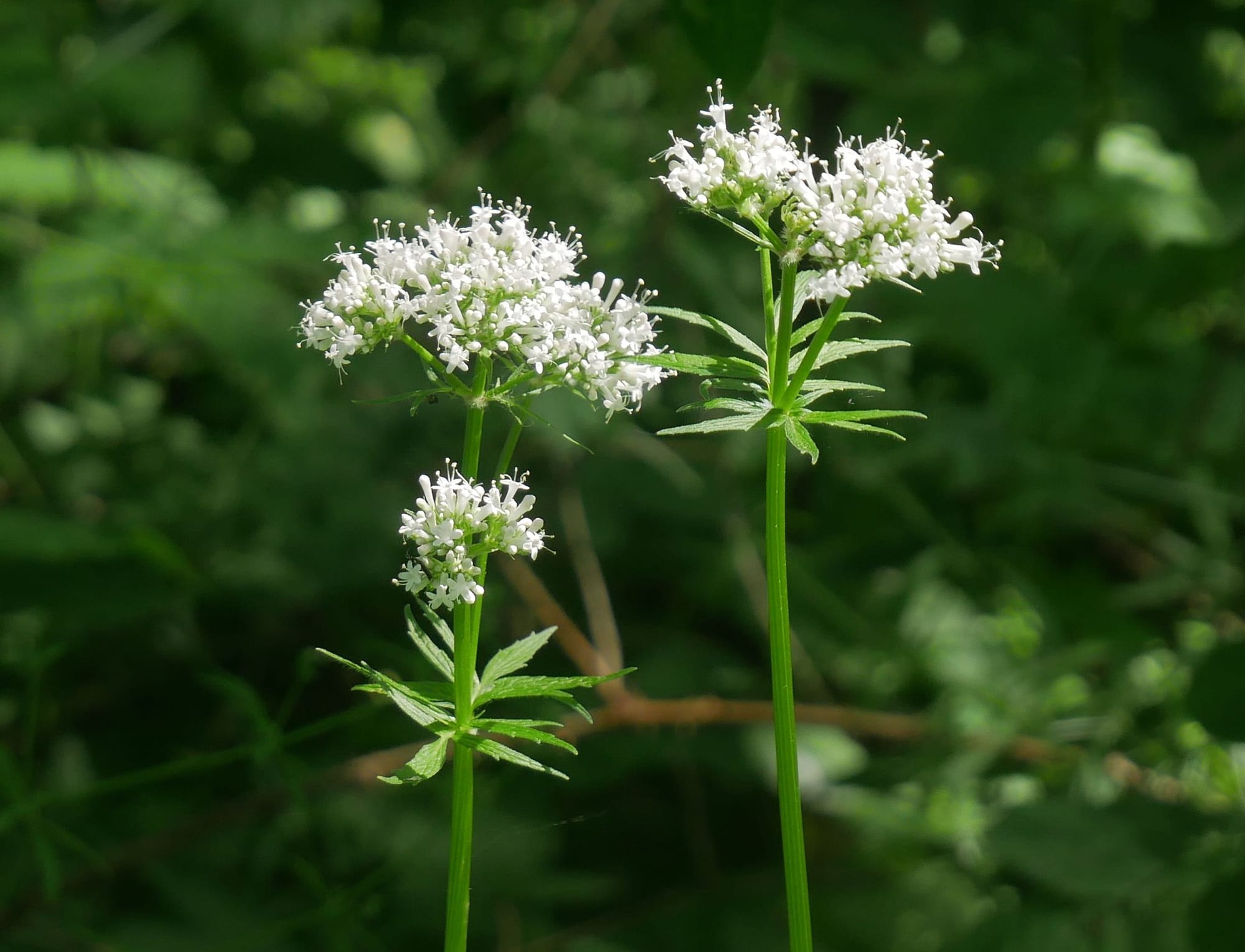 Valerian, Valeriana officinalis
