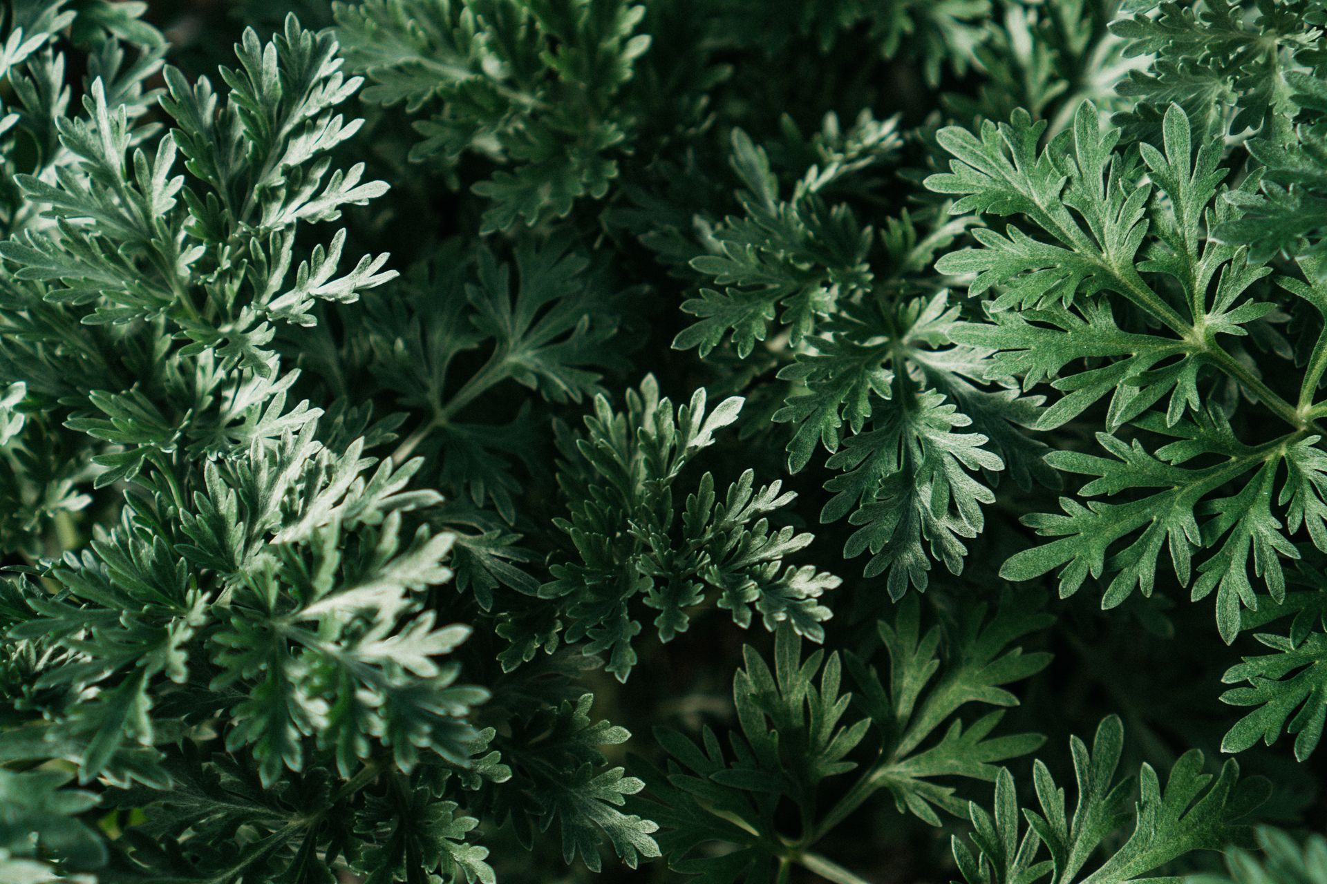Wormwood, Artemisia absinthium