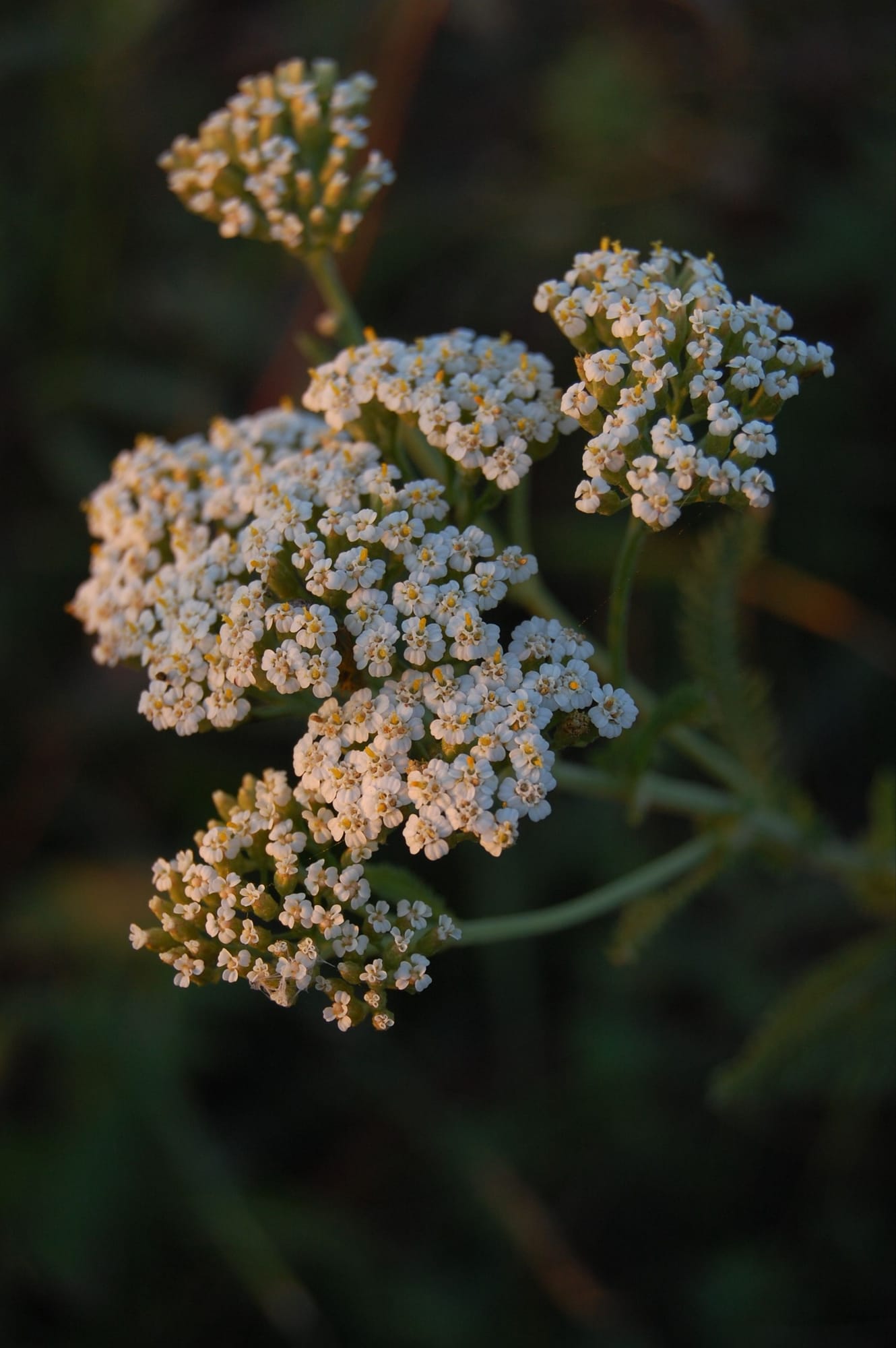 Yarrow, Achillea millefolium