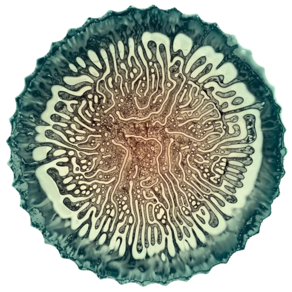 Living mycelium organism