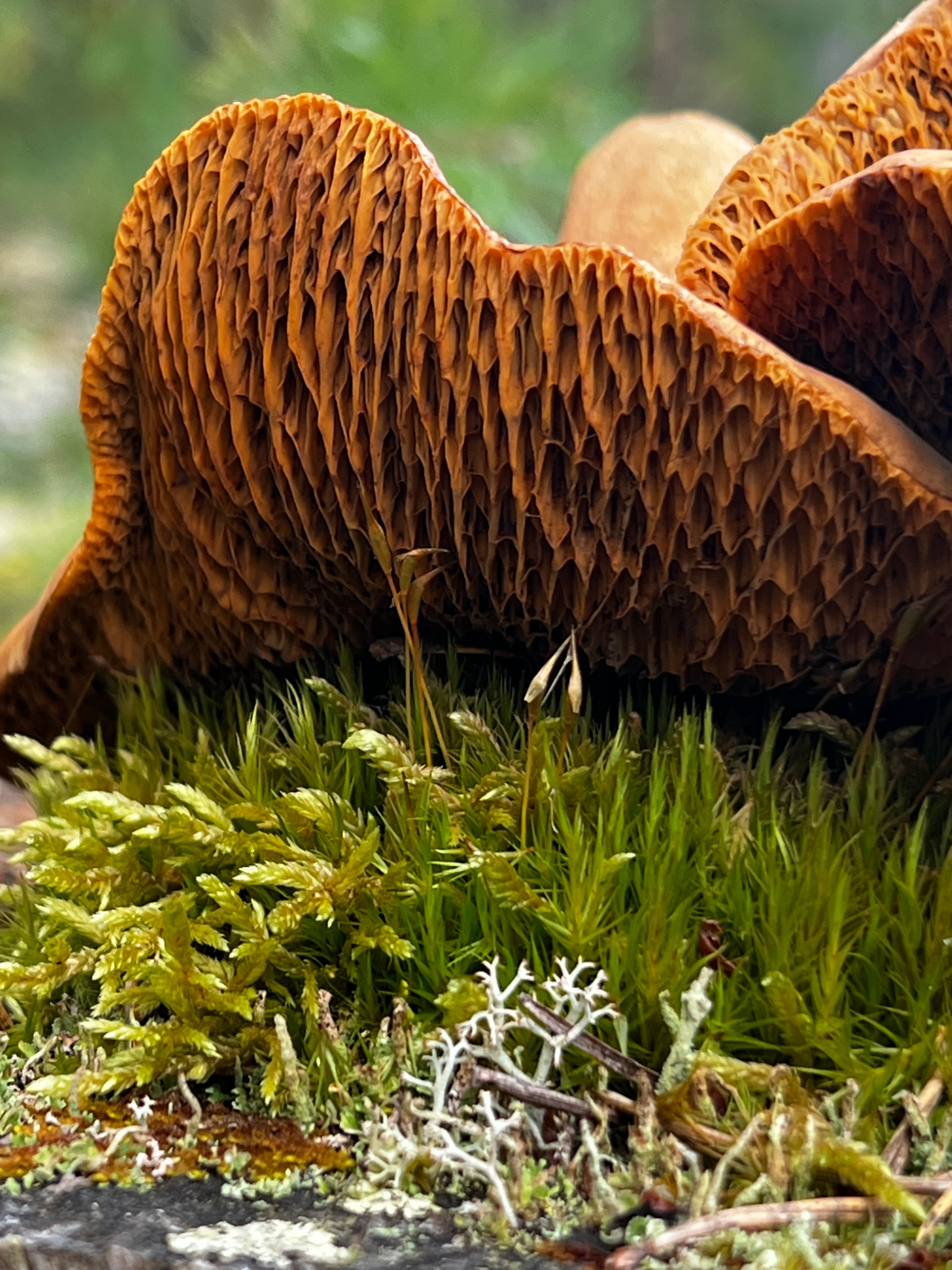 Mycelium Trance